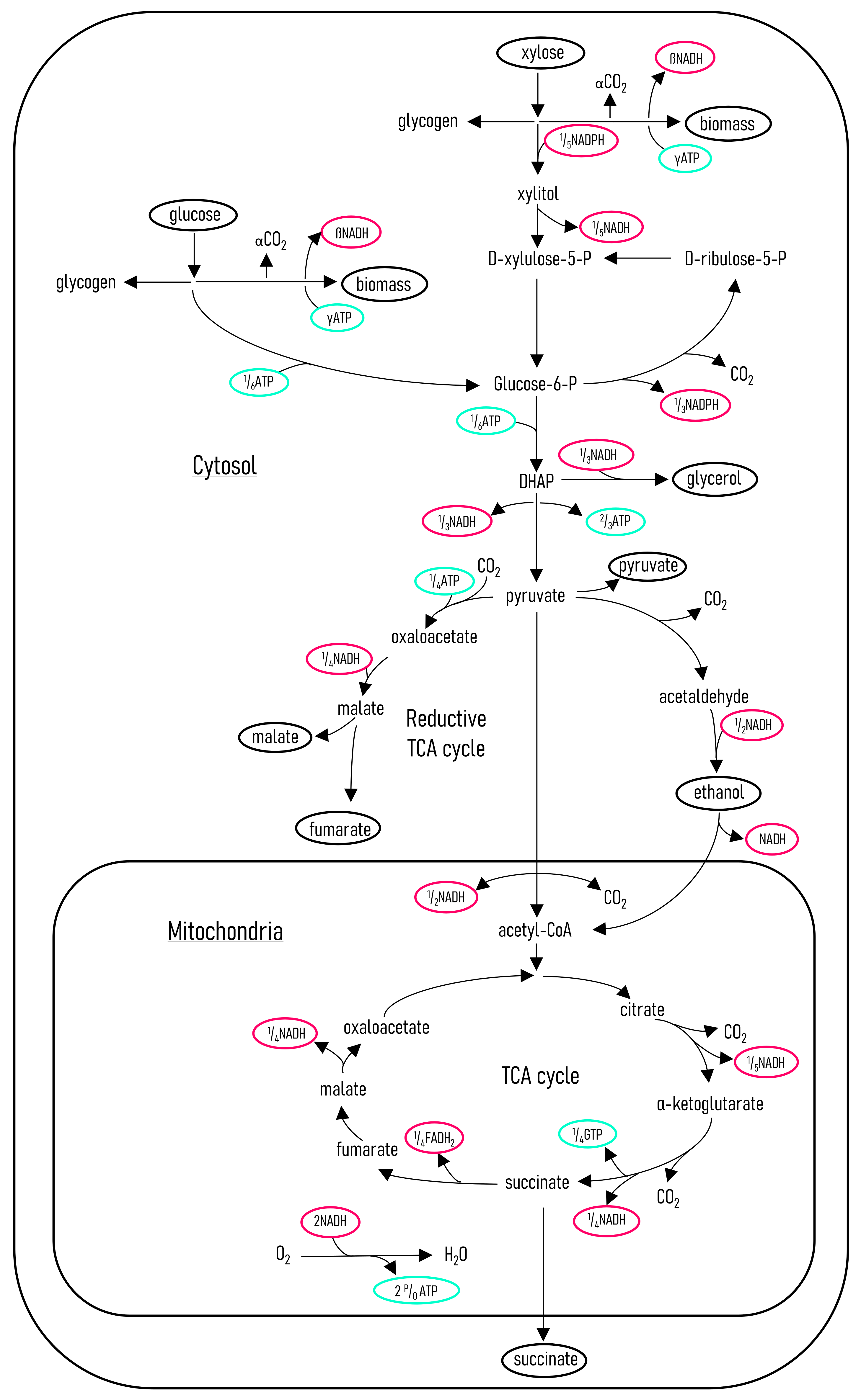 Fermentation 08 00278 g007 Fermentation 08 00278 g007