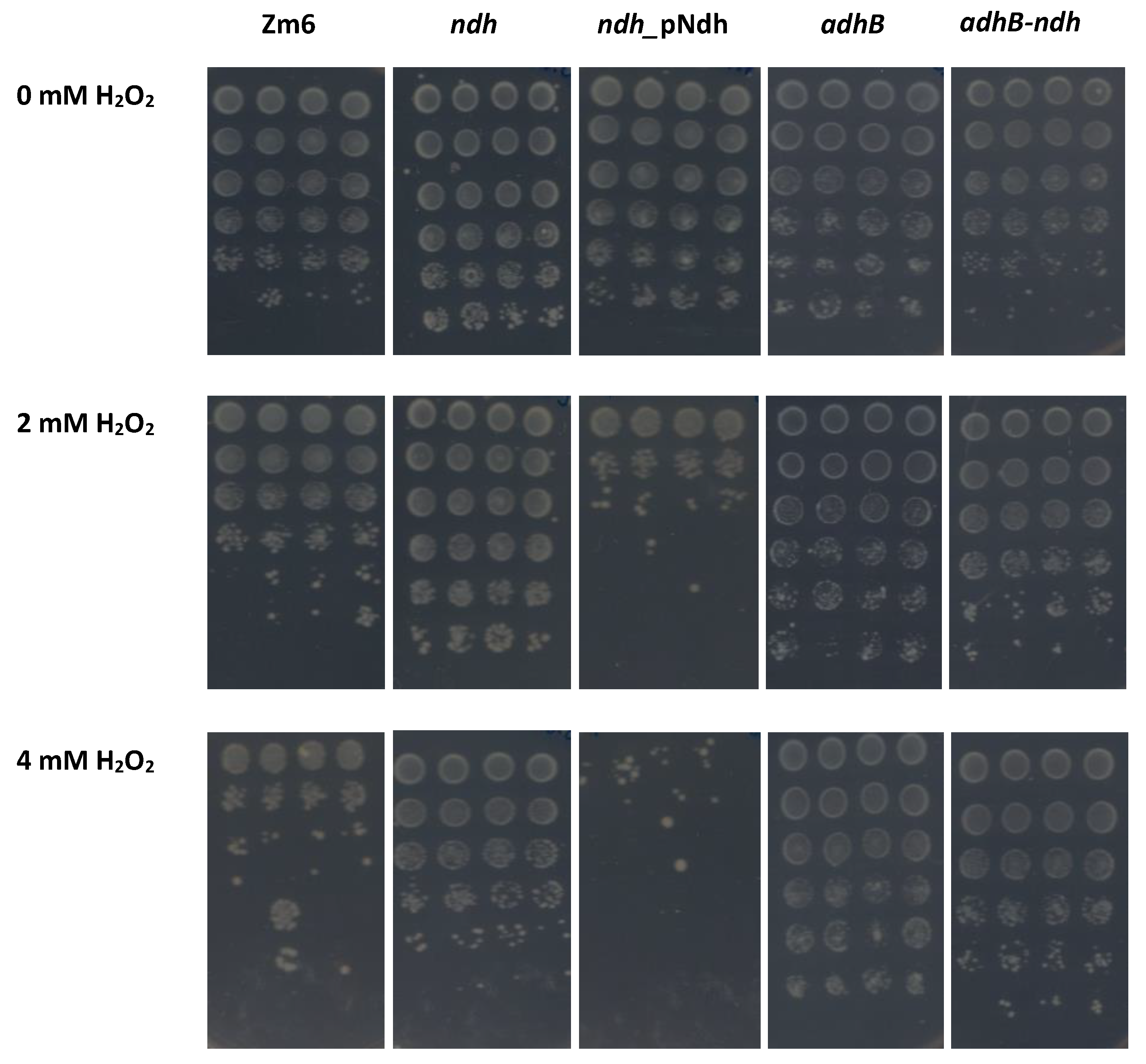 Fermentation 08 00289 g003 Fermentation 08 00289 g003