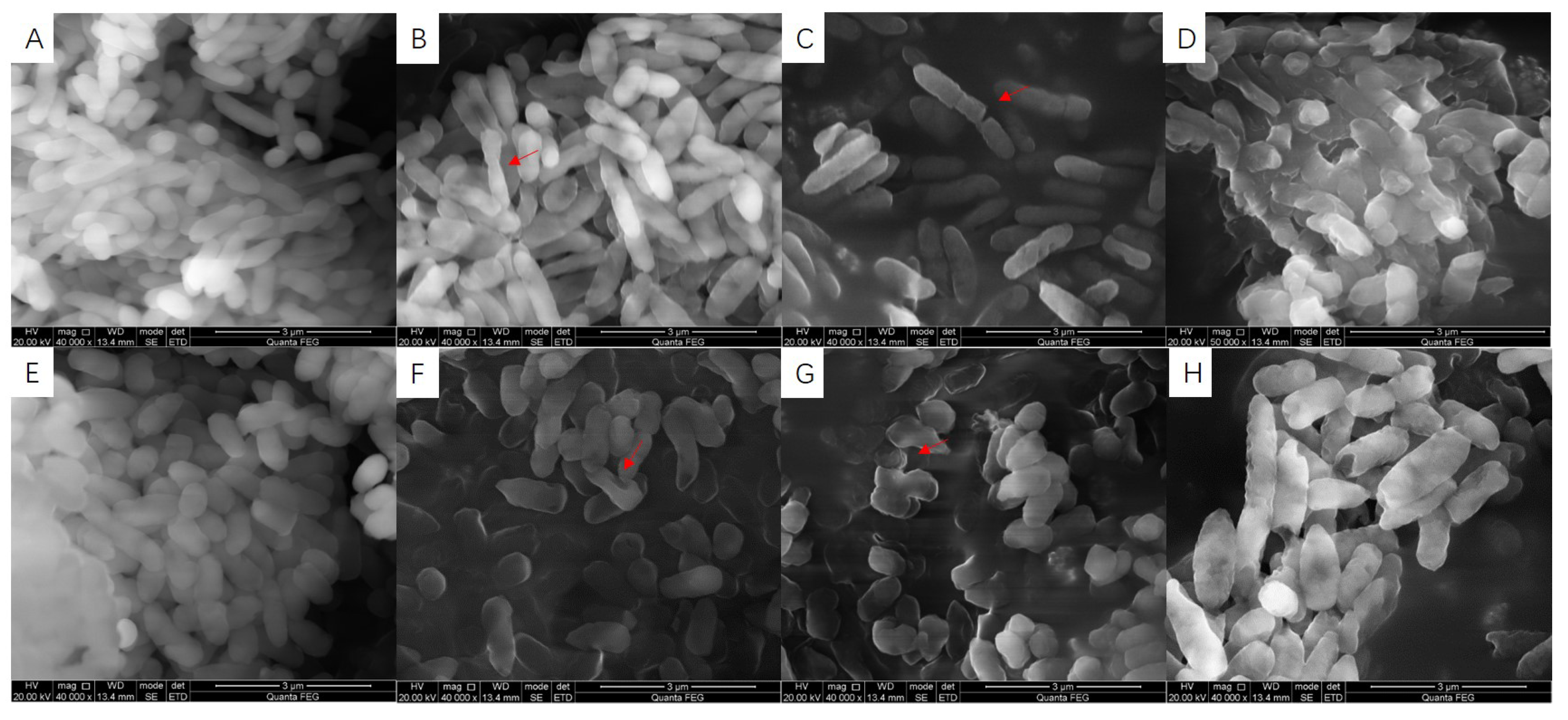 Fermentation 08 00298 g010
