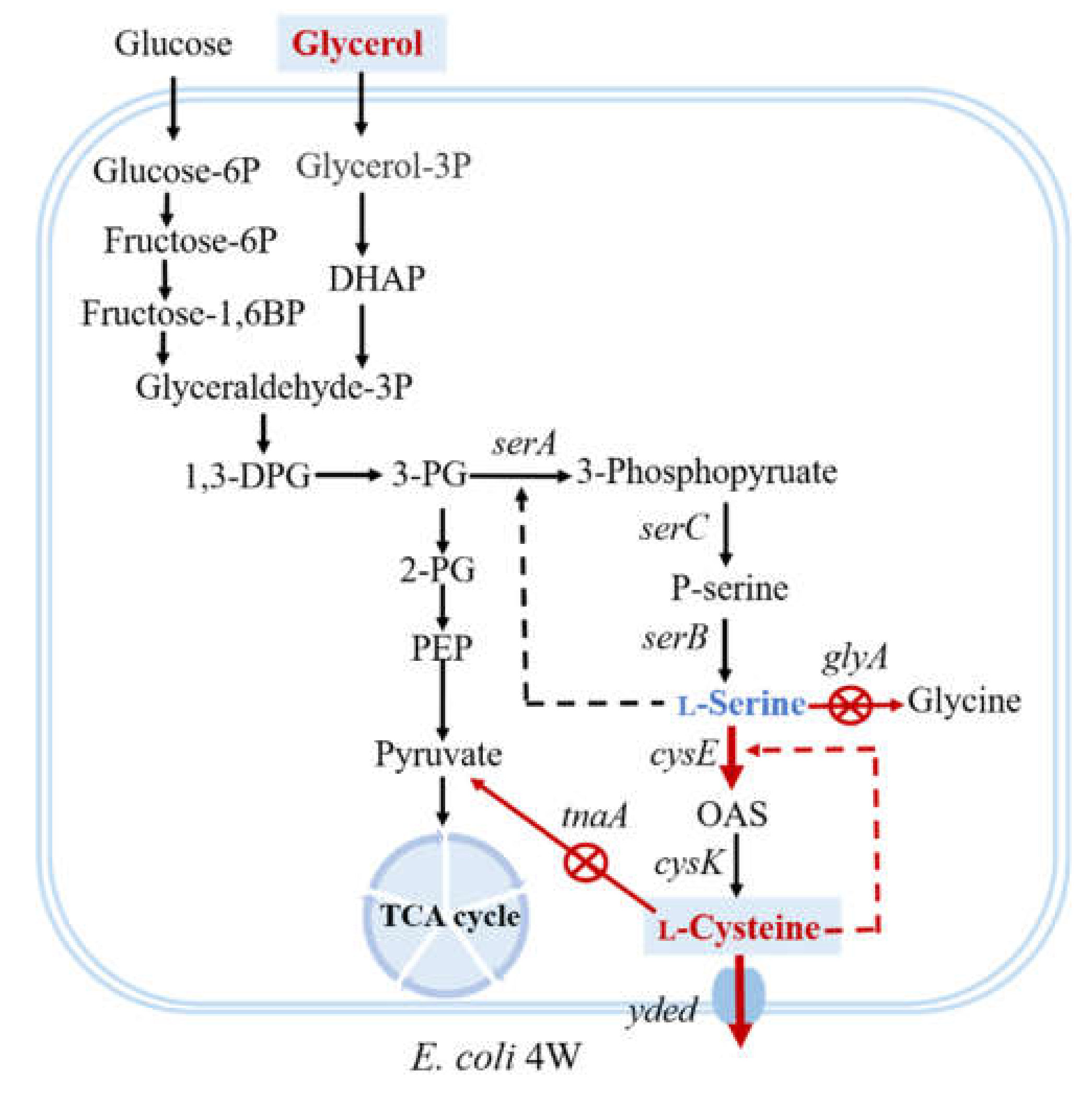 Fermentation 08 00299 g001