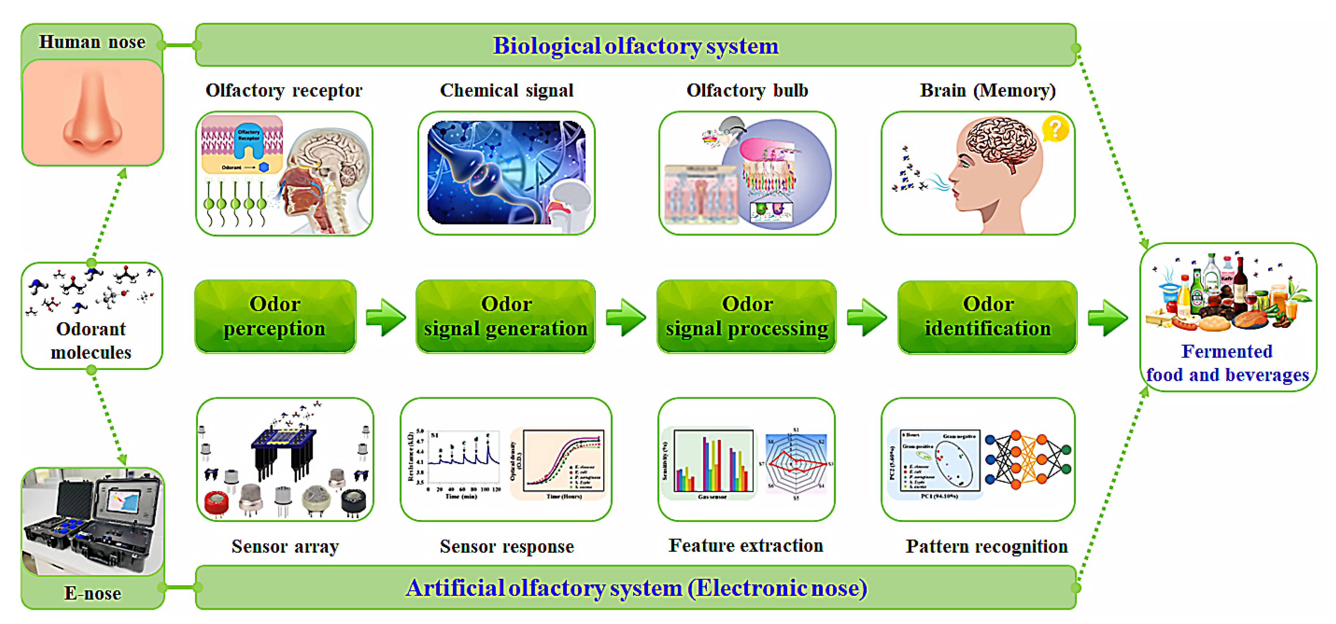 Fermentation 08 00302 g002