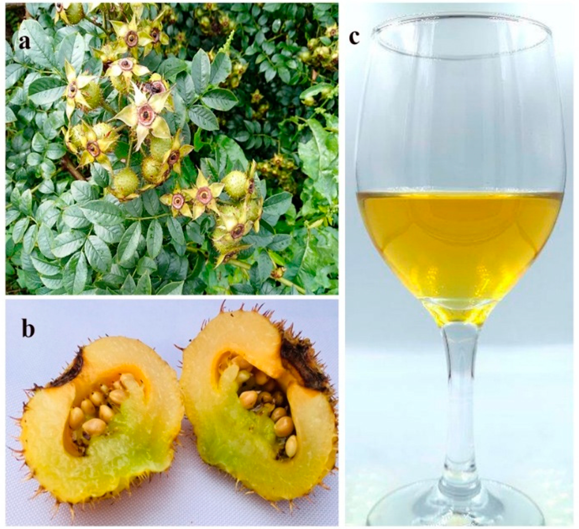 Fermentation 08 00311 g001