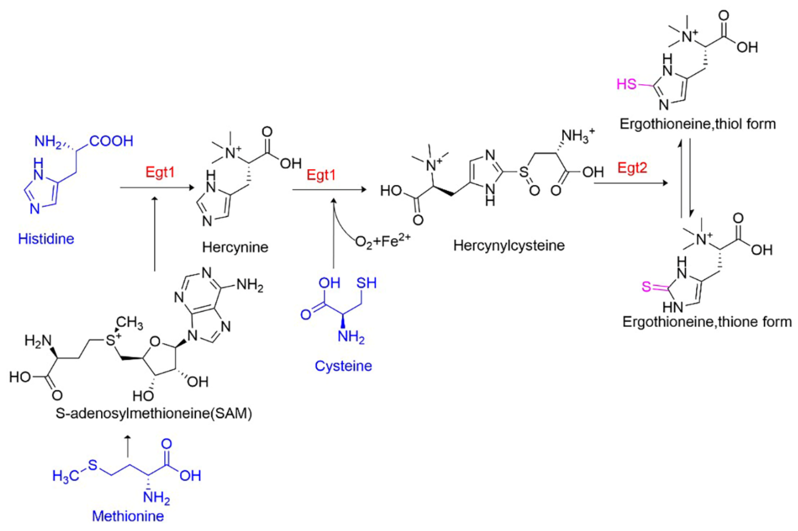 Fermentation 08 00431 g001