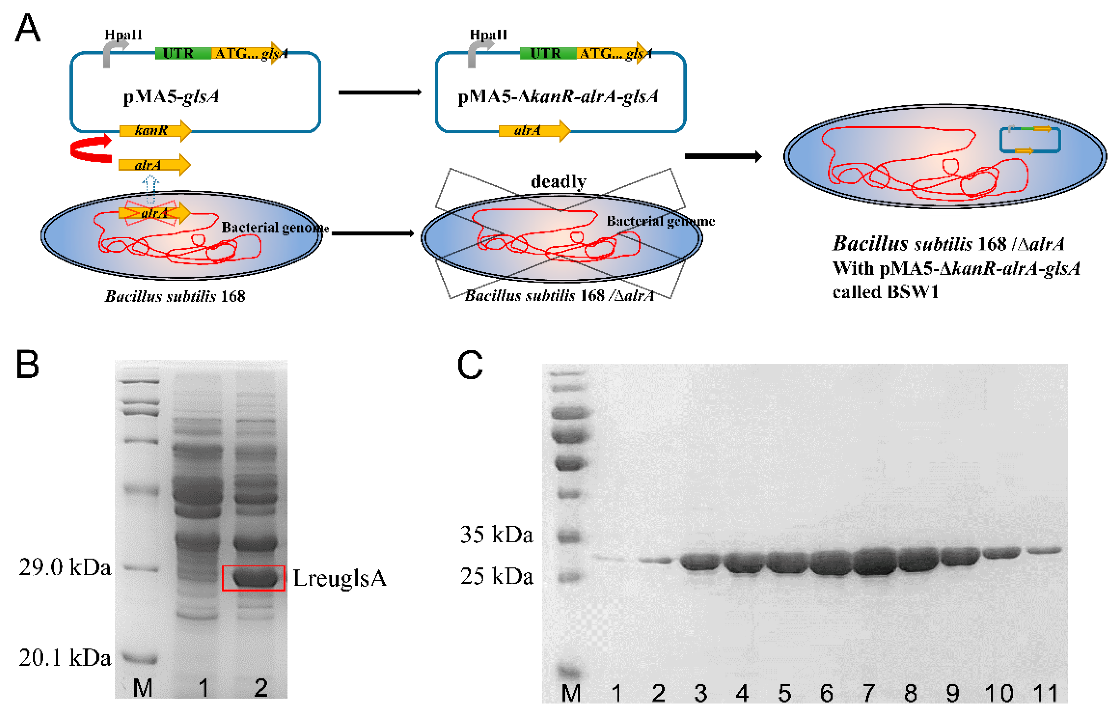 Fermentation 08 00444 g001