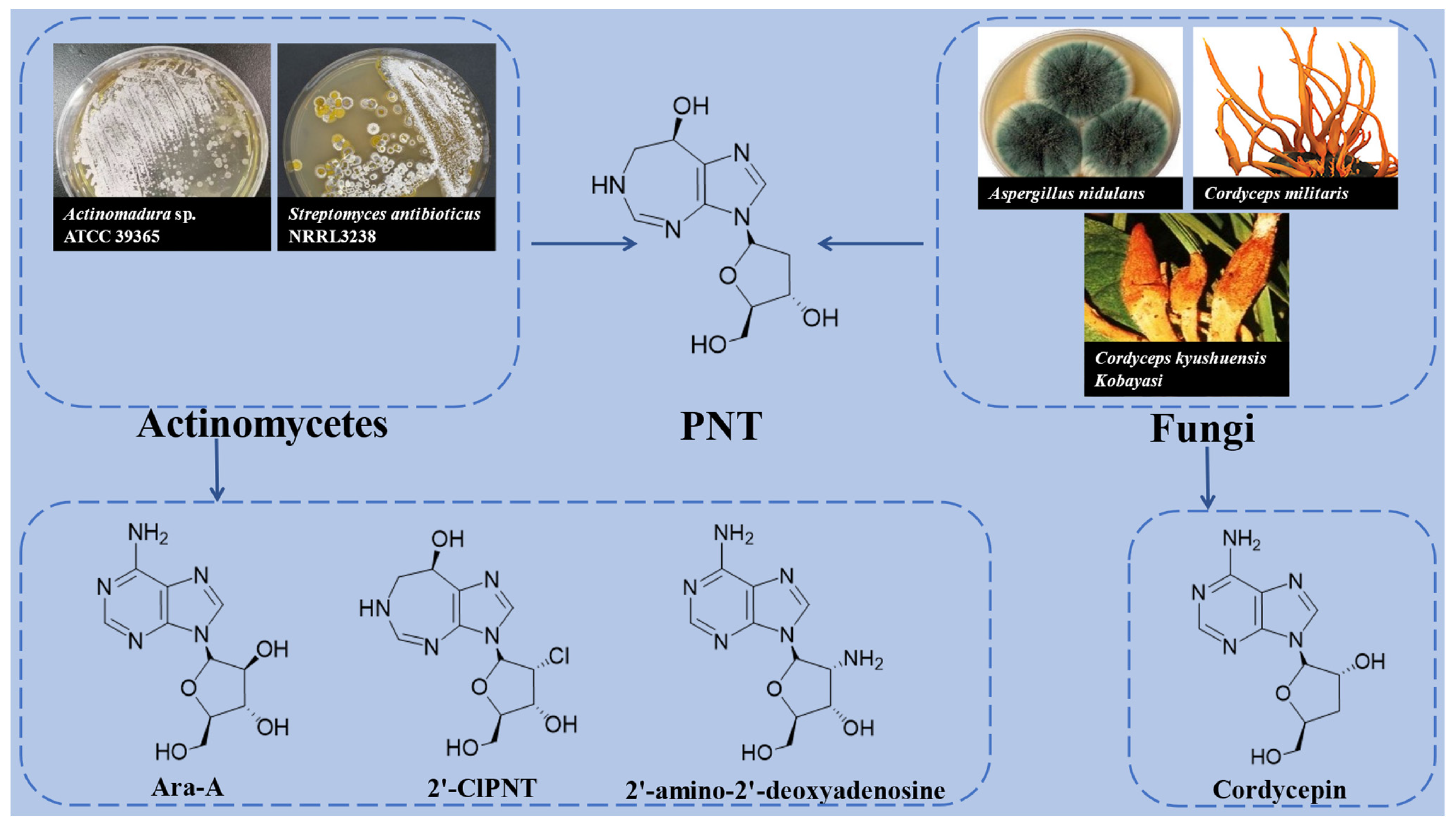 Fermentation 08 00459 g001