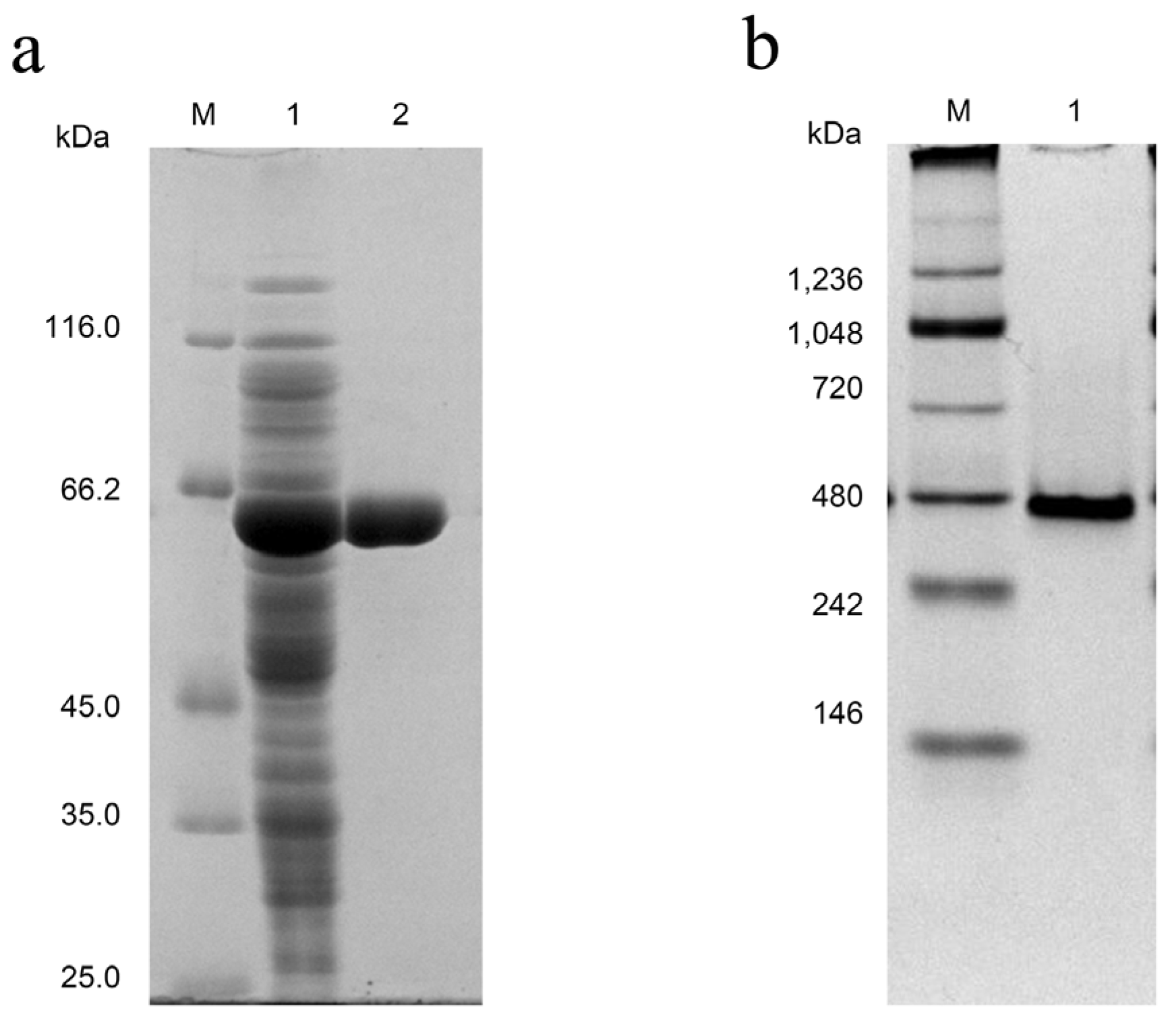 Fermentation 08 00471 g004