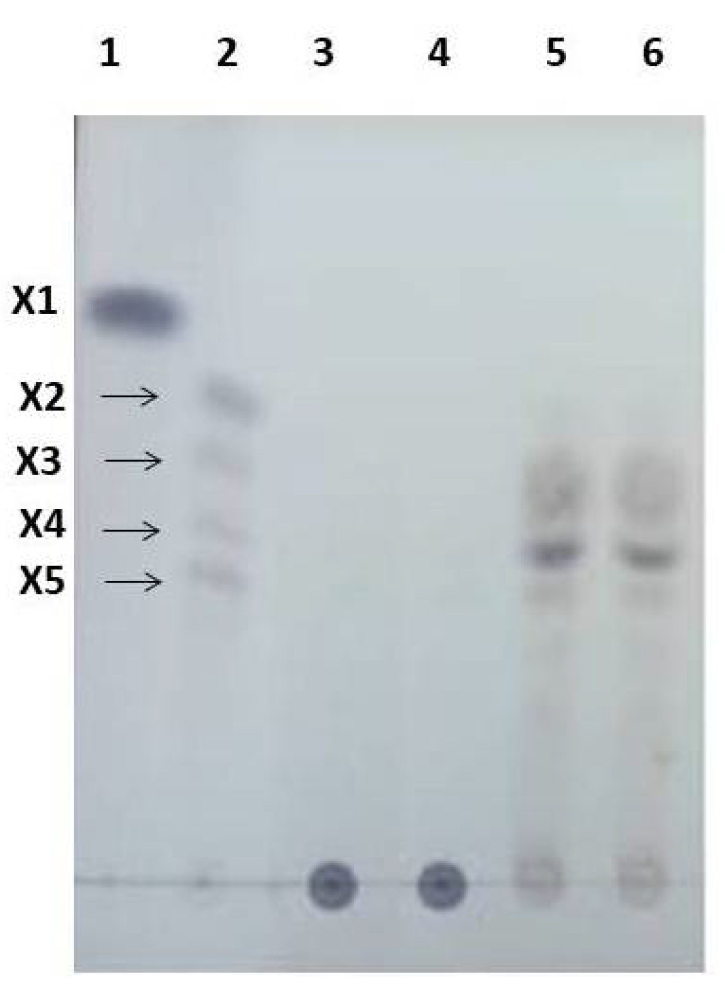 Fermentation 08 00488 g001