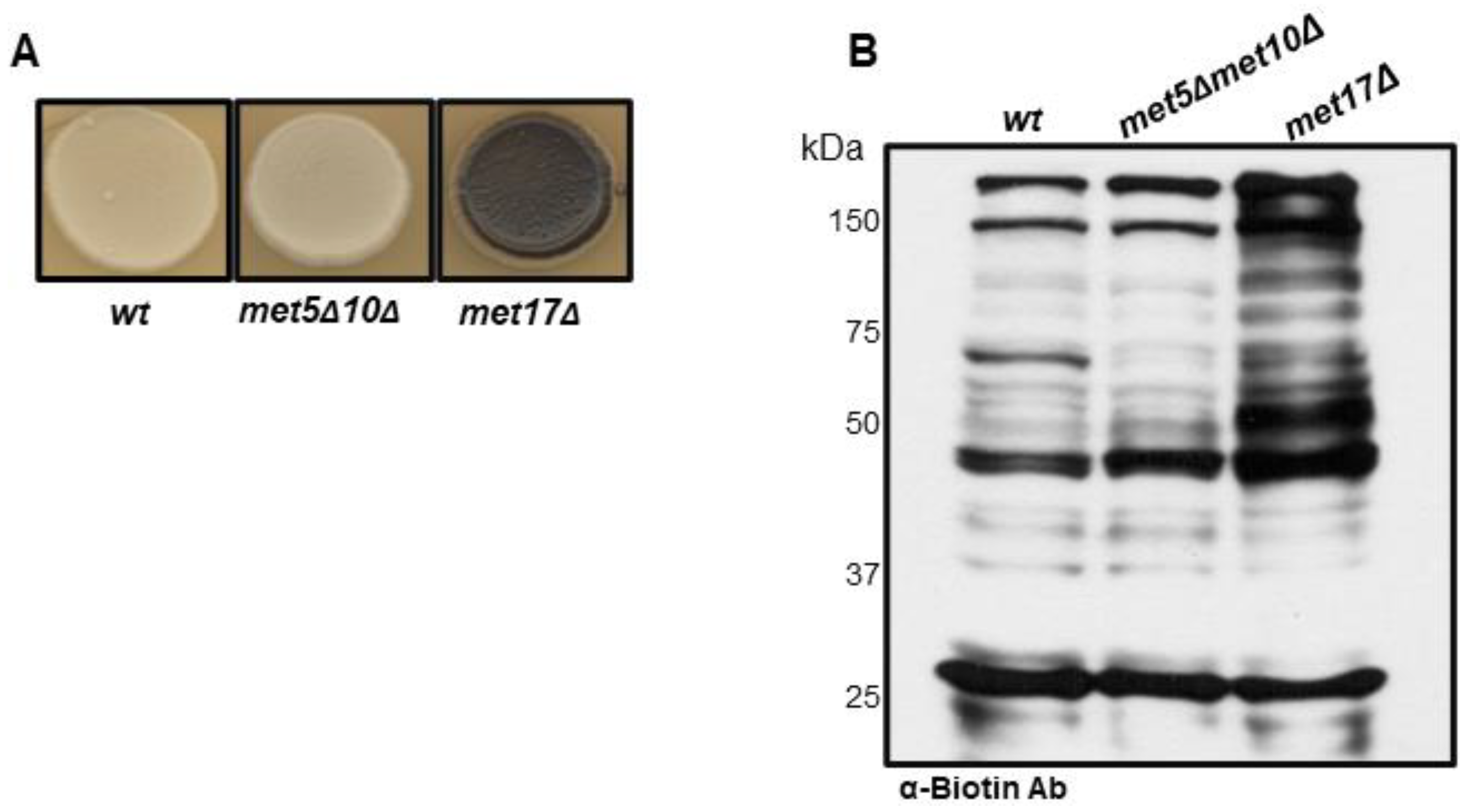 Fermentation 08 00505 g001