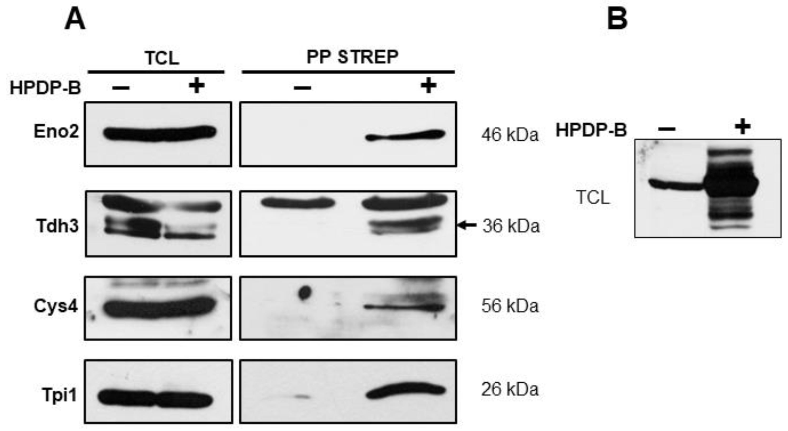 Fermentation 08 00505 g002