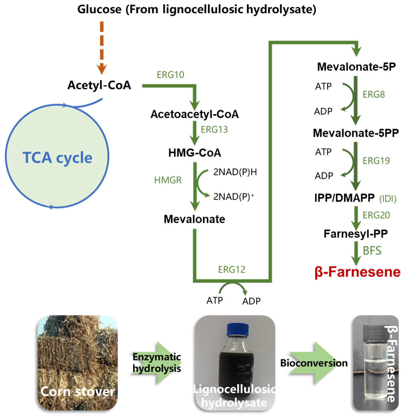 Fermentation 08 00532 g001