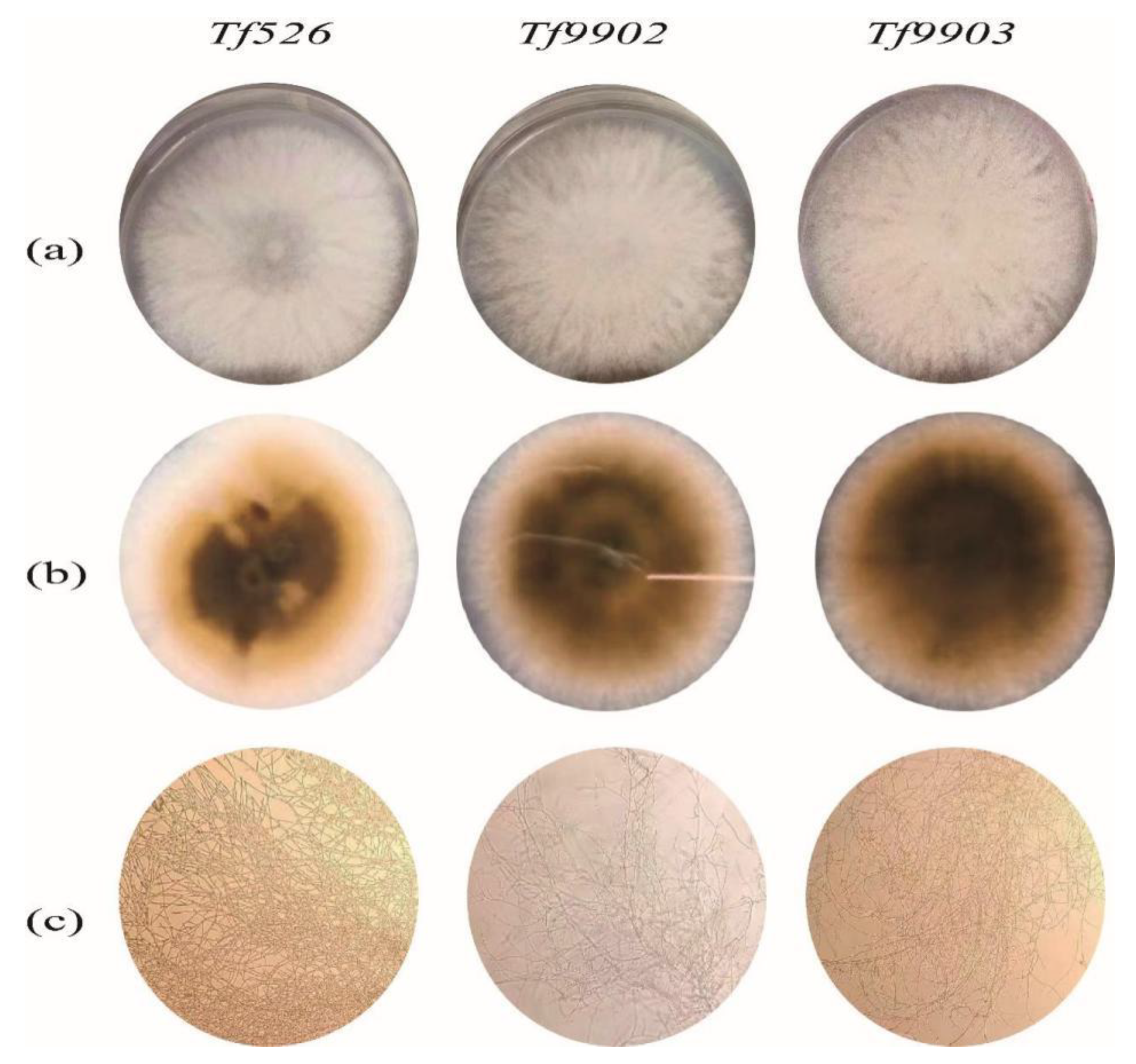 Fermentation 08 00616 g001