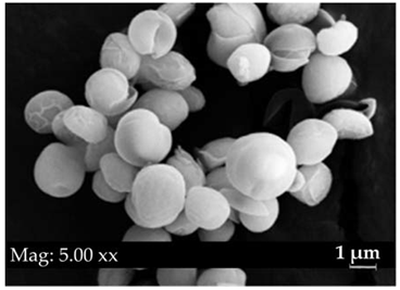 Fermentation 08 00658 i004