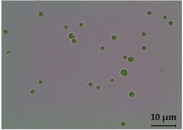 Fermentation 08 00658 i016
