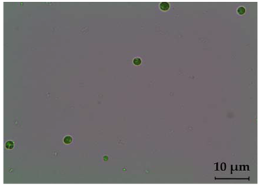 Fermentation 08 00658 i017