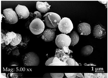 Fermentation 08 00658 i019