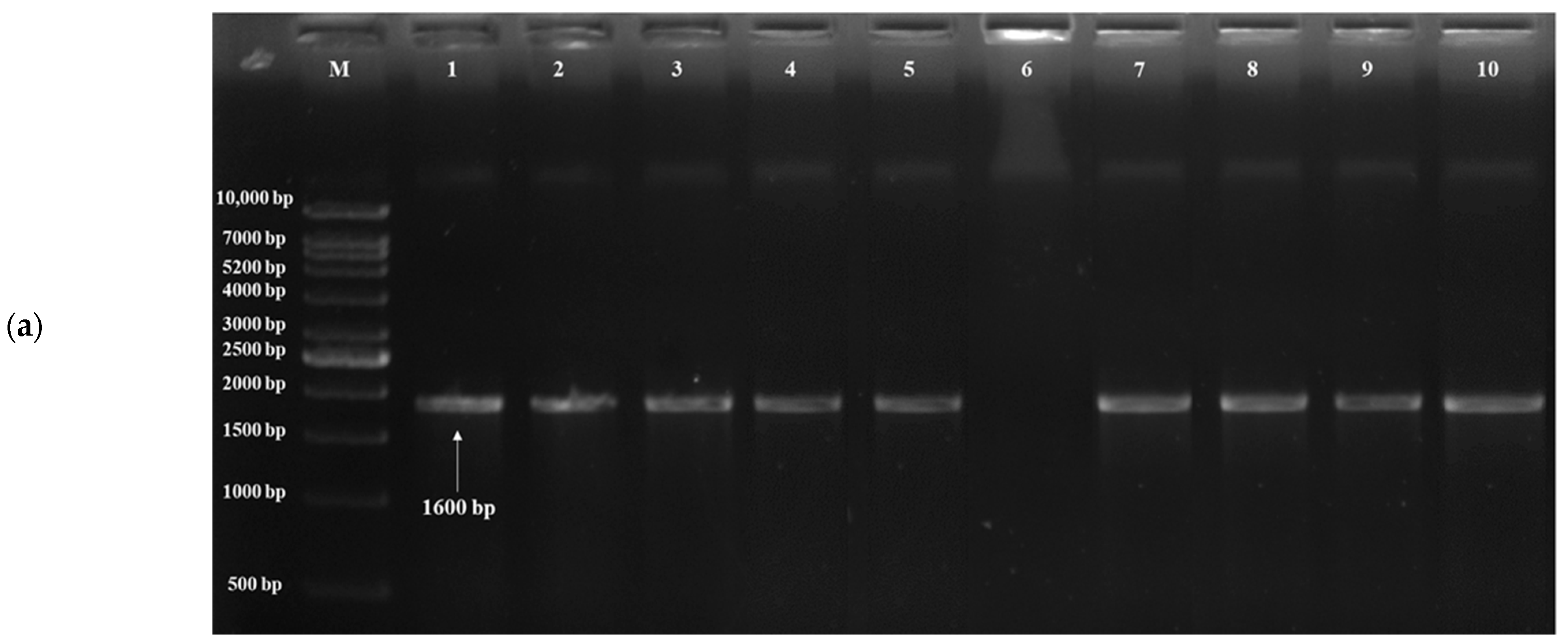 Fermentation 08 00664 g004a Fermentation 08 00664 g004a