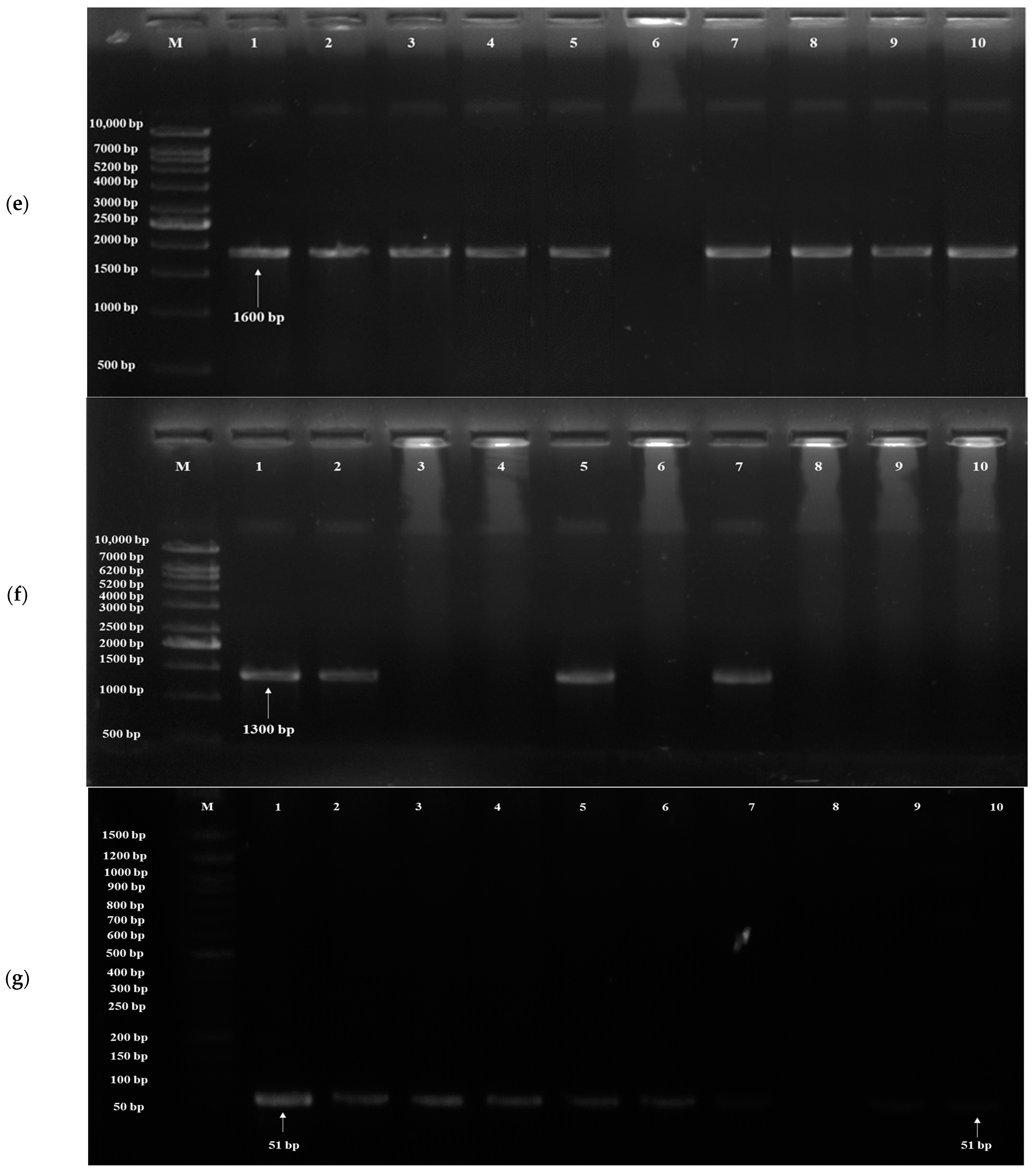 Fermentation 08 00664 g004c Fermentation 08 00664 g004c