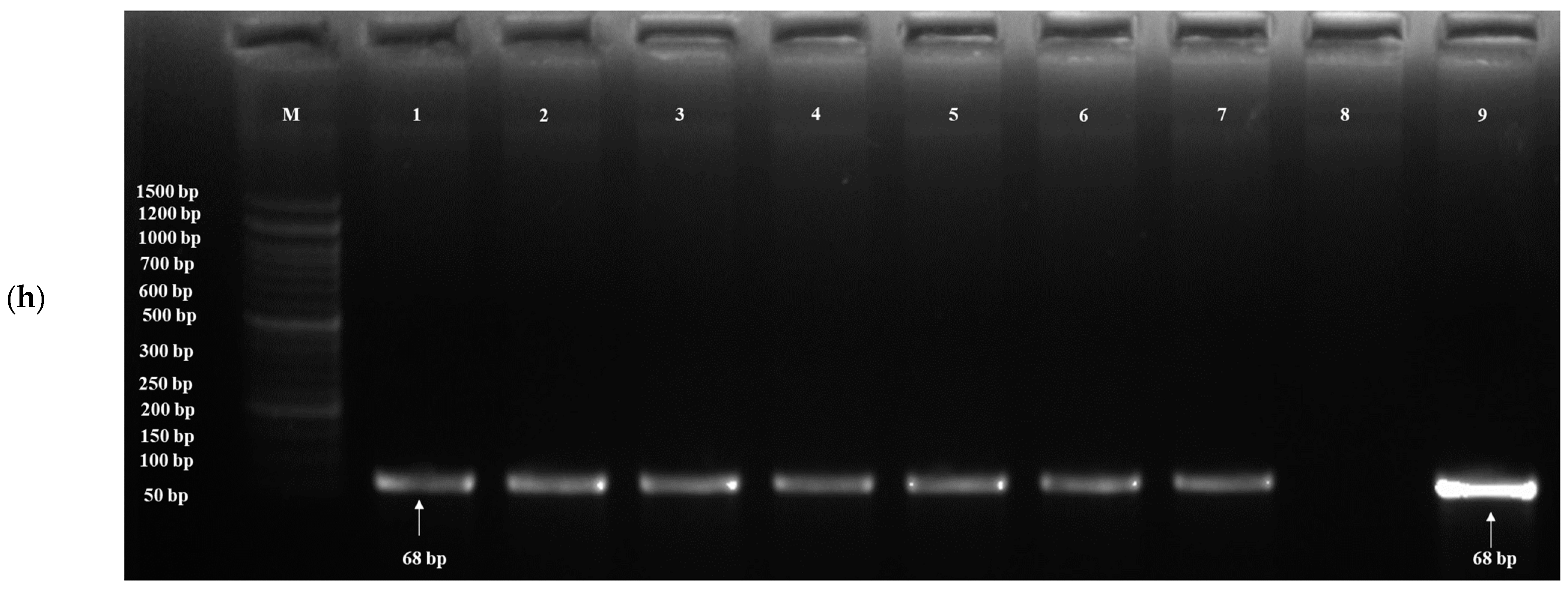 Fermentation 08 00664 g004d Fermentation 08 00664 g004d