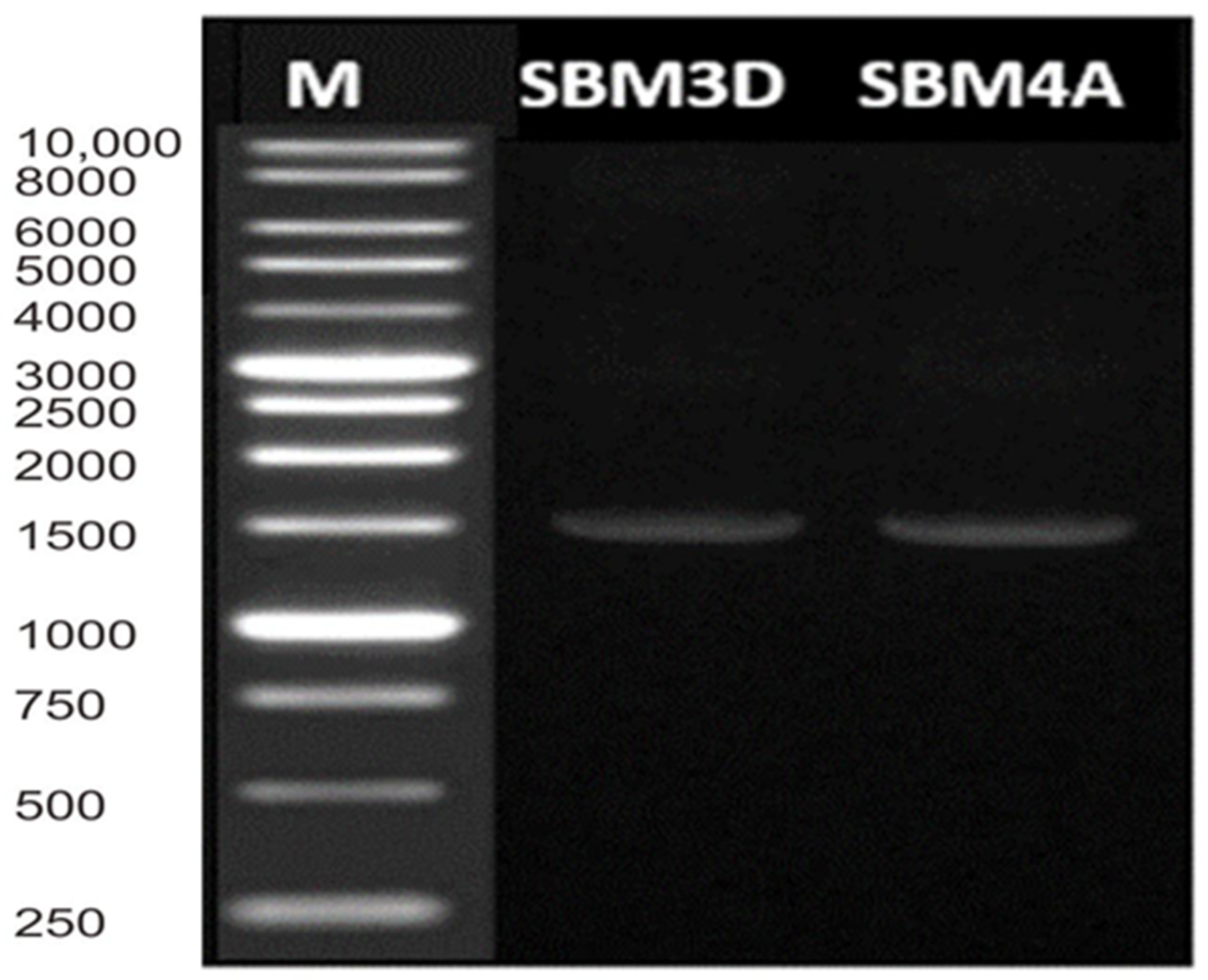 Fermentation 08 00691 g002