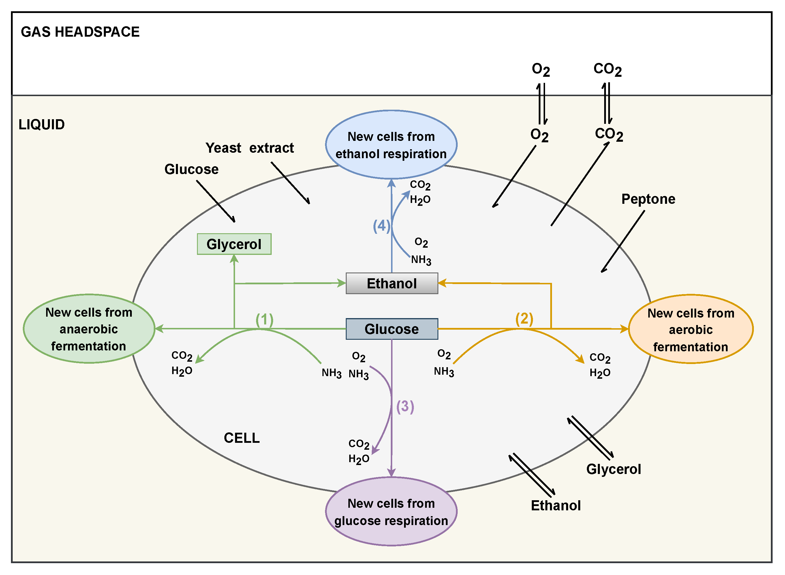 Fermentation 08 00710 g002