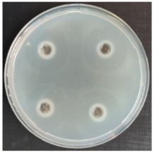 Fermentation 08 00716 i003