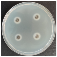 Fermentation 08 00716 i005