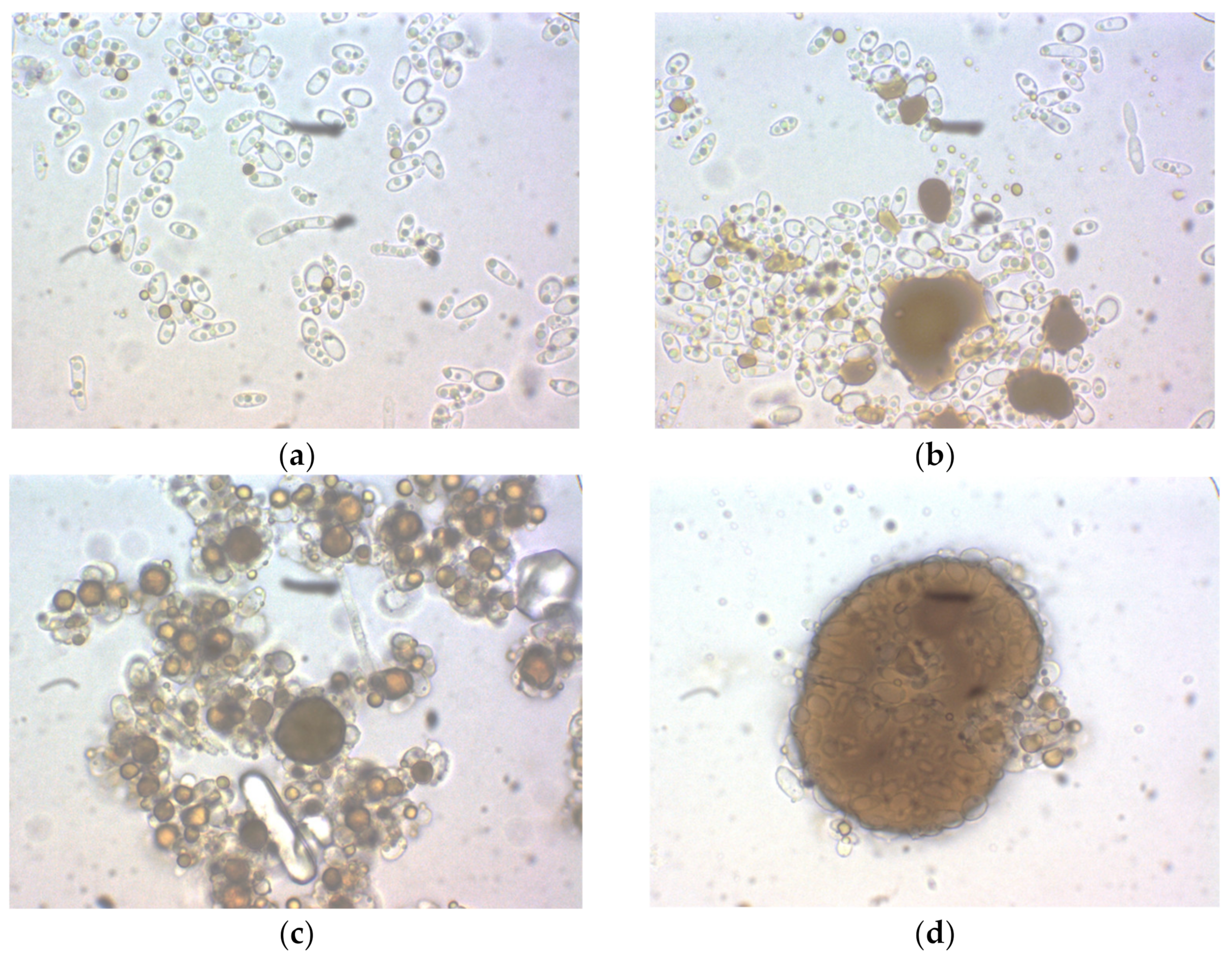Fermentation 09 00021 g010 Fermentation 09 00021 g010