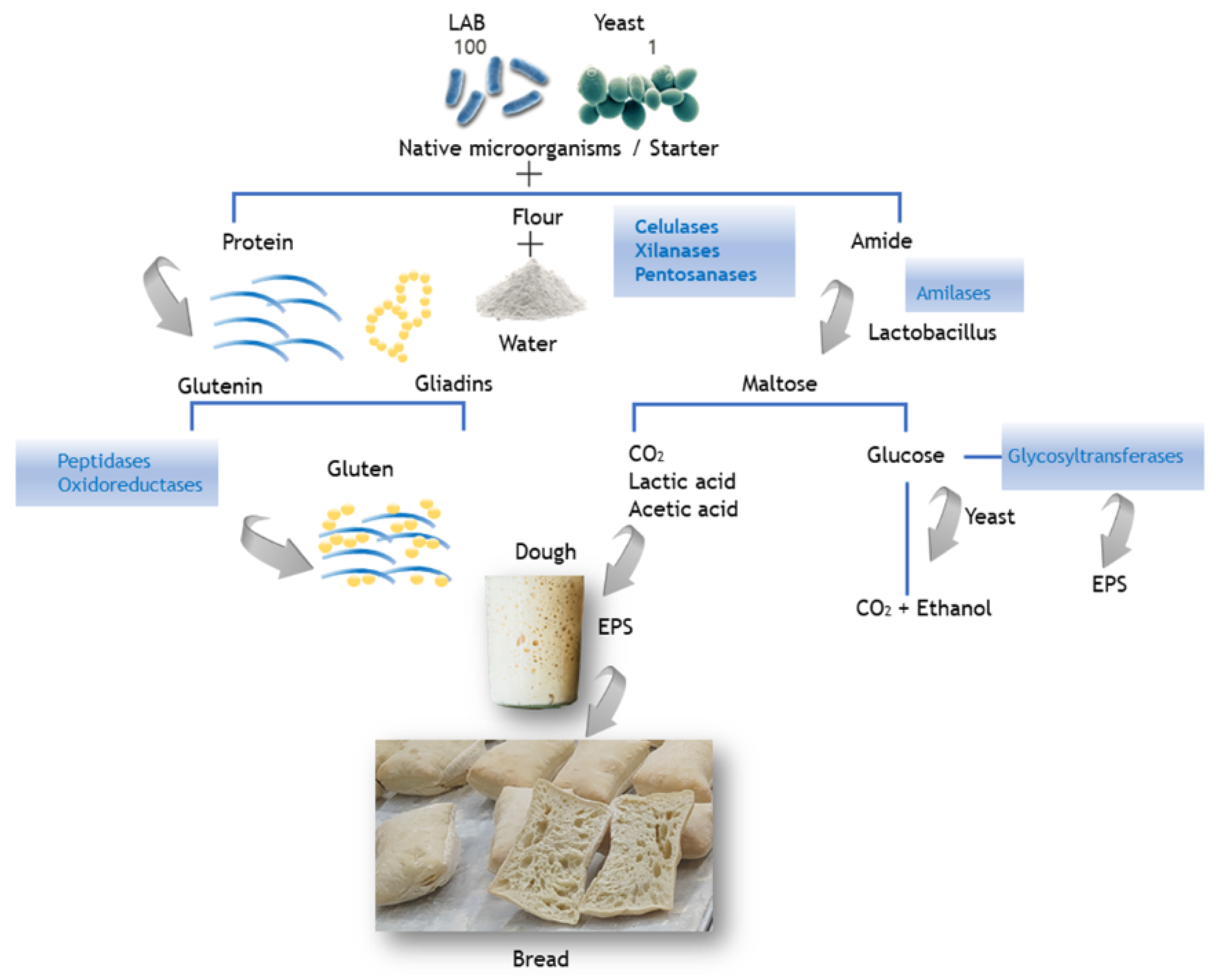 Fermentation 09 00090 g003