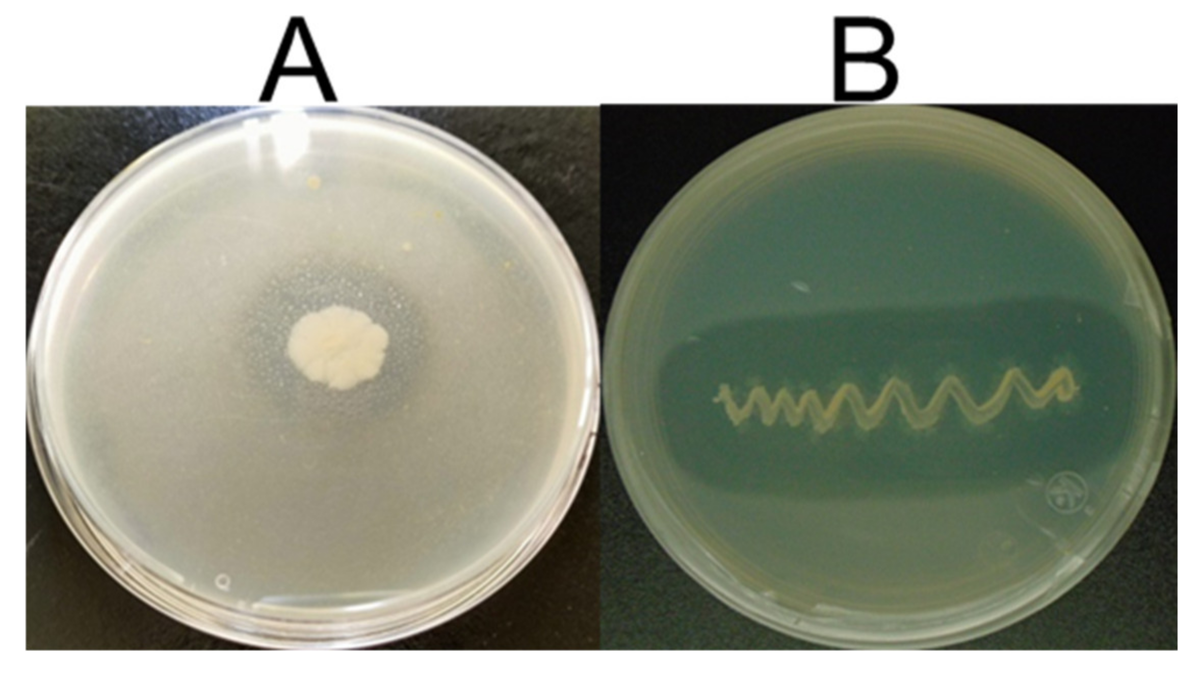 Fermentation 09 00096 g001