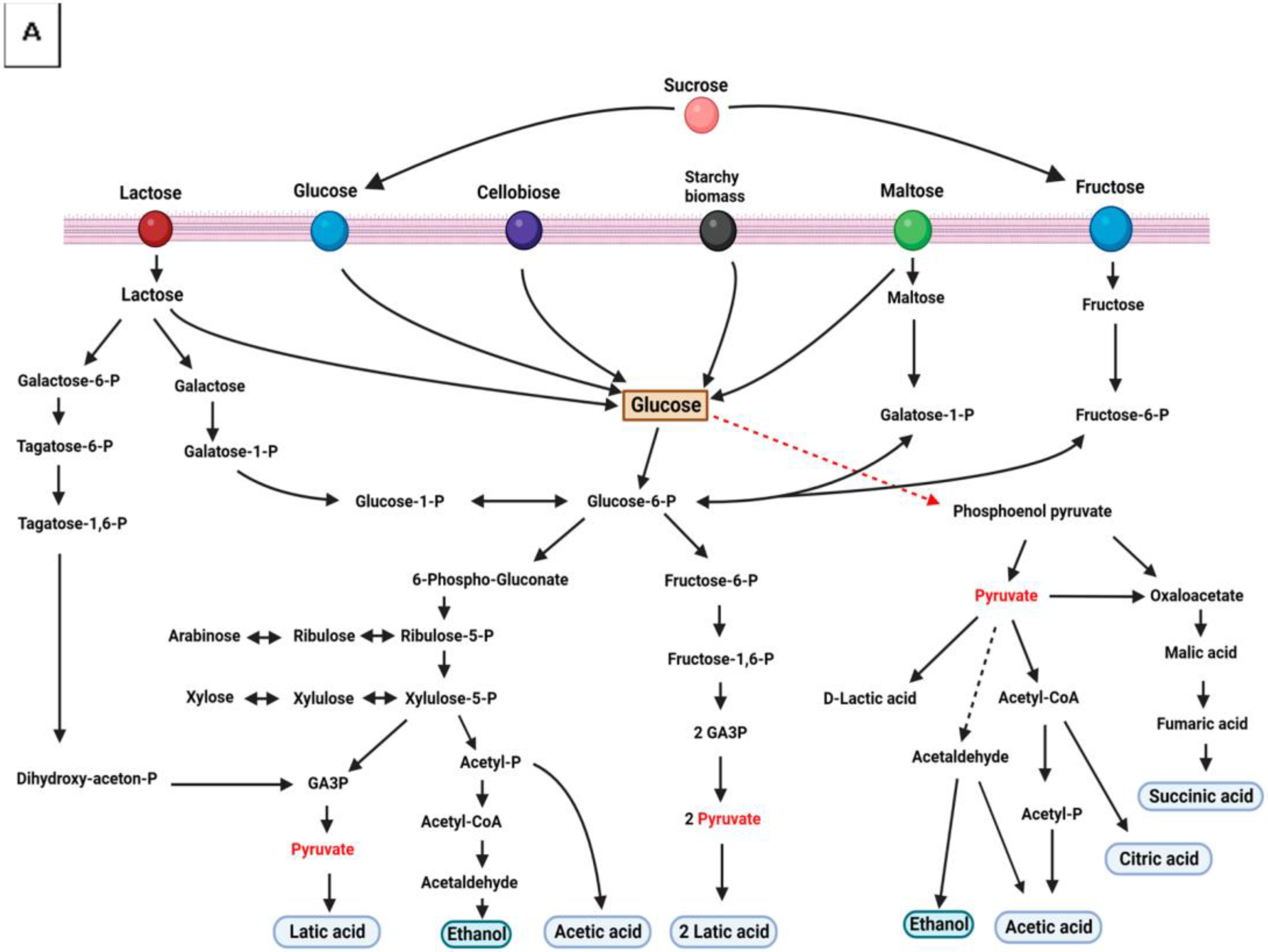 Fermentation 09 00110 g001a