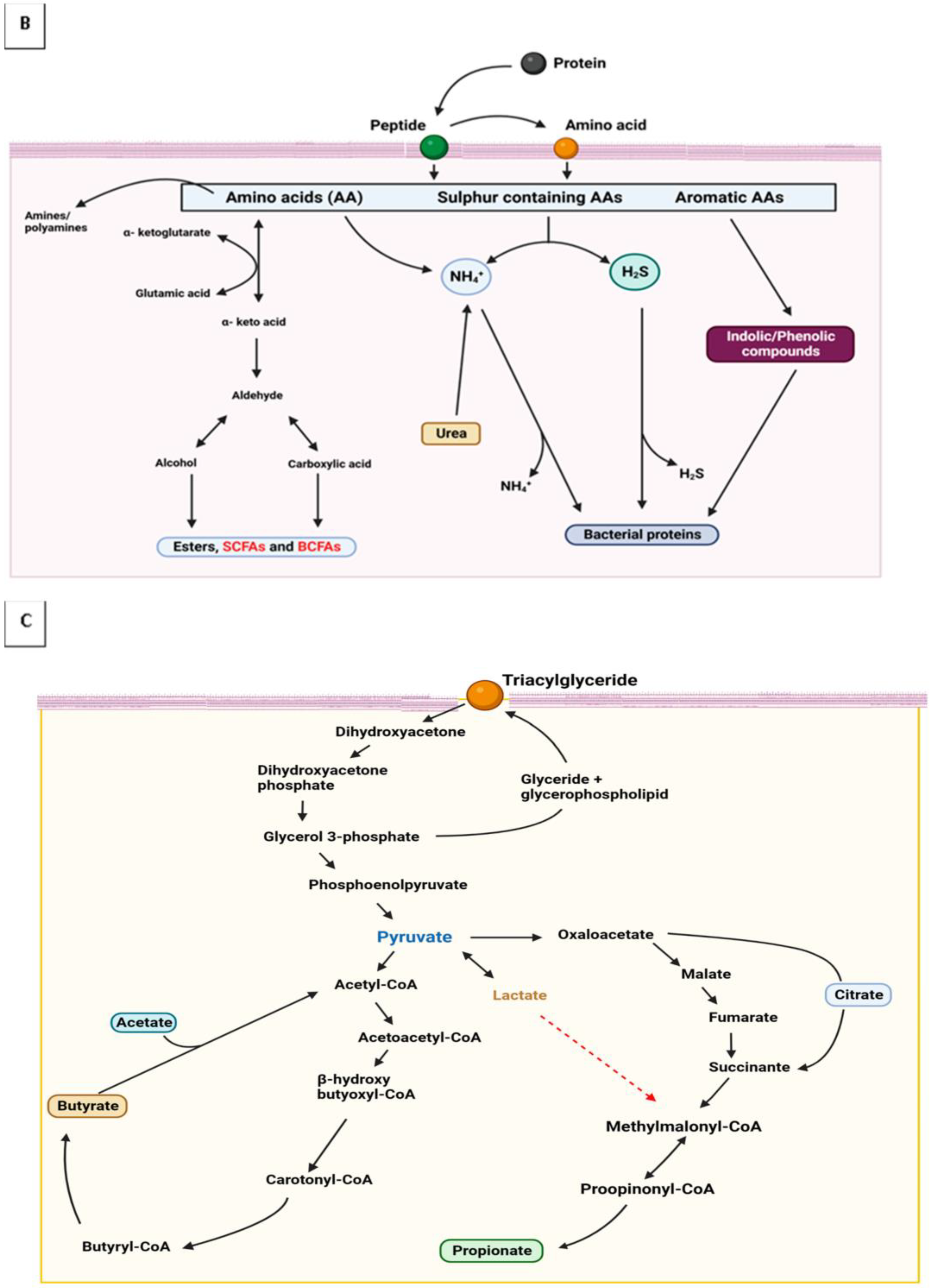 Fermentation 09 00110 g001b