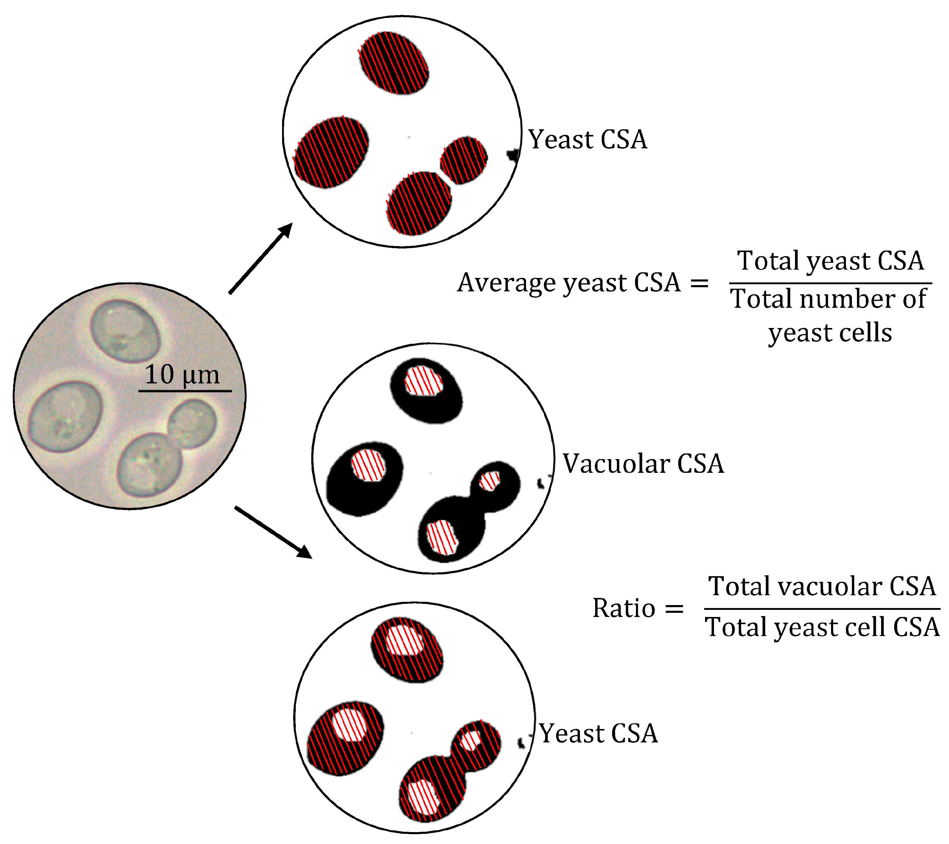 Fermentation 09 00155 g002
