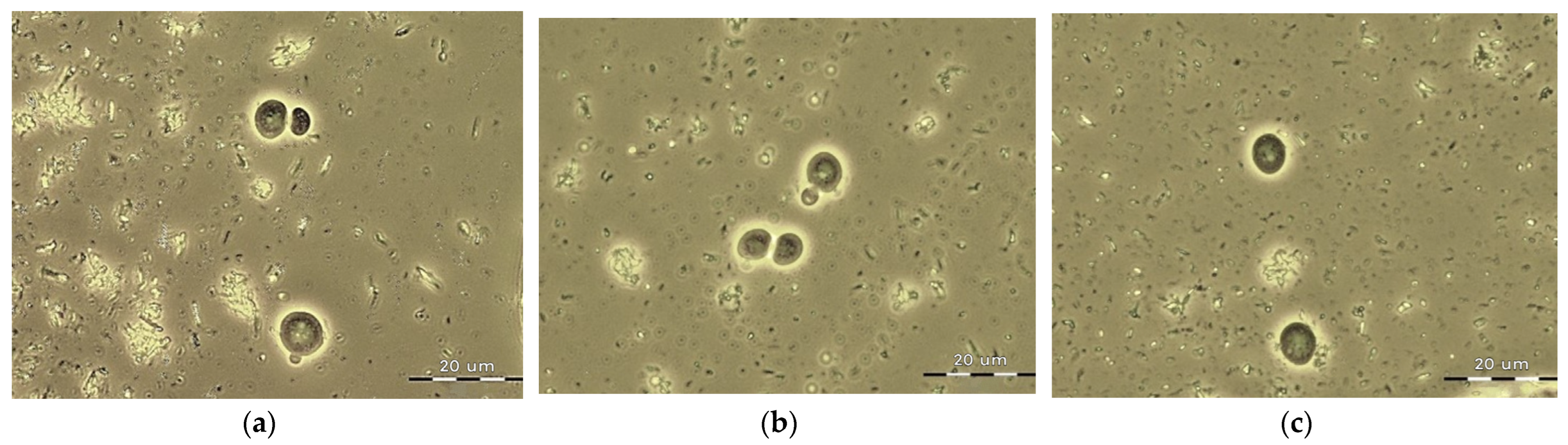 Fermentation 09 00162 g005 Fermentation 09 00162 g005