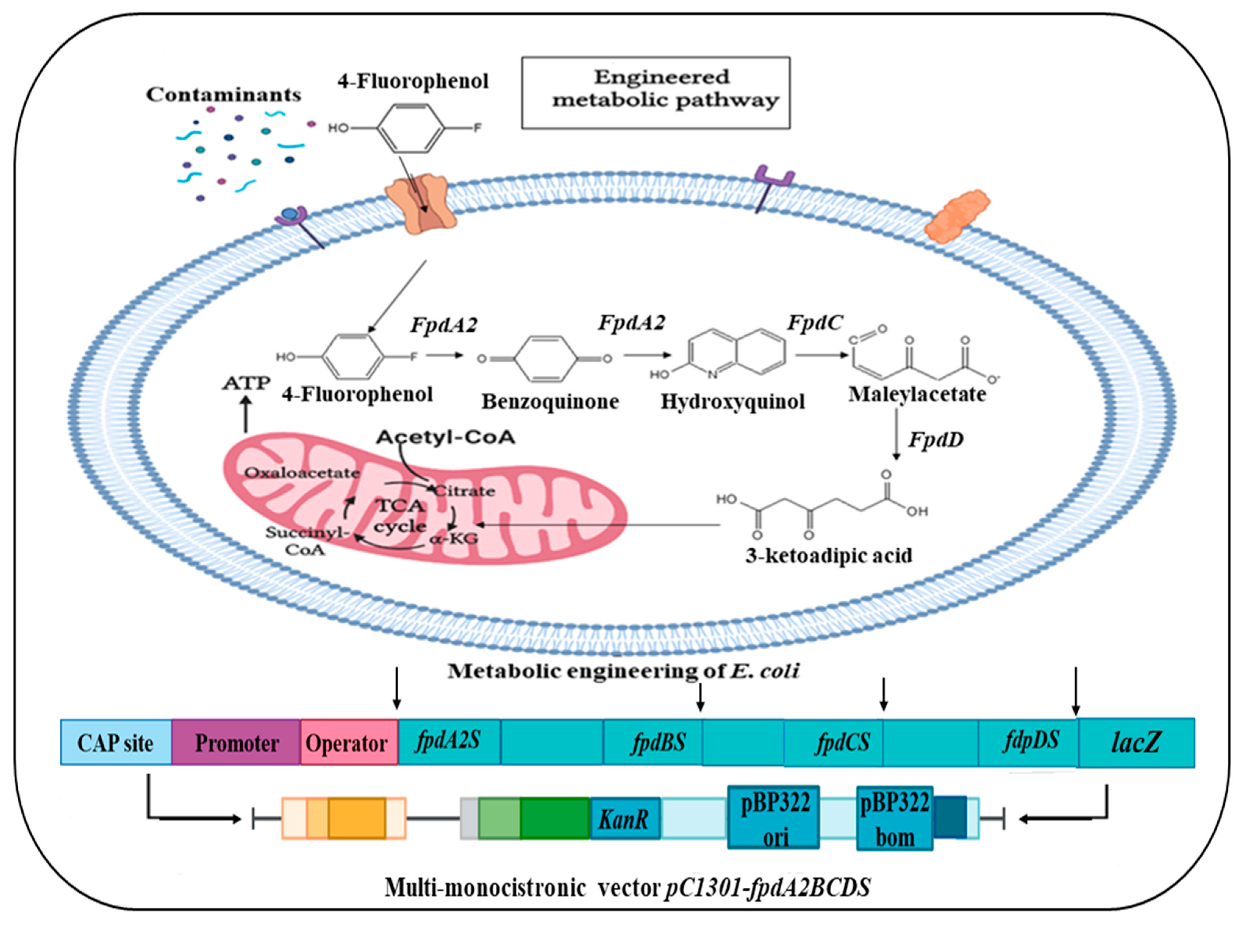 Fermentation 09 00196 g005 Fermentation 09 00196 g005