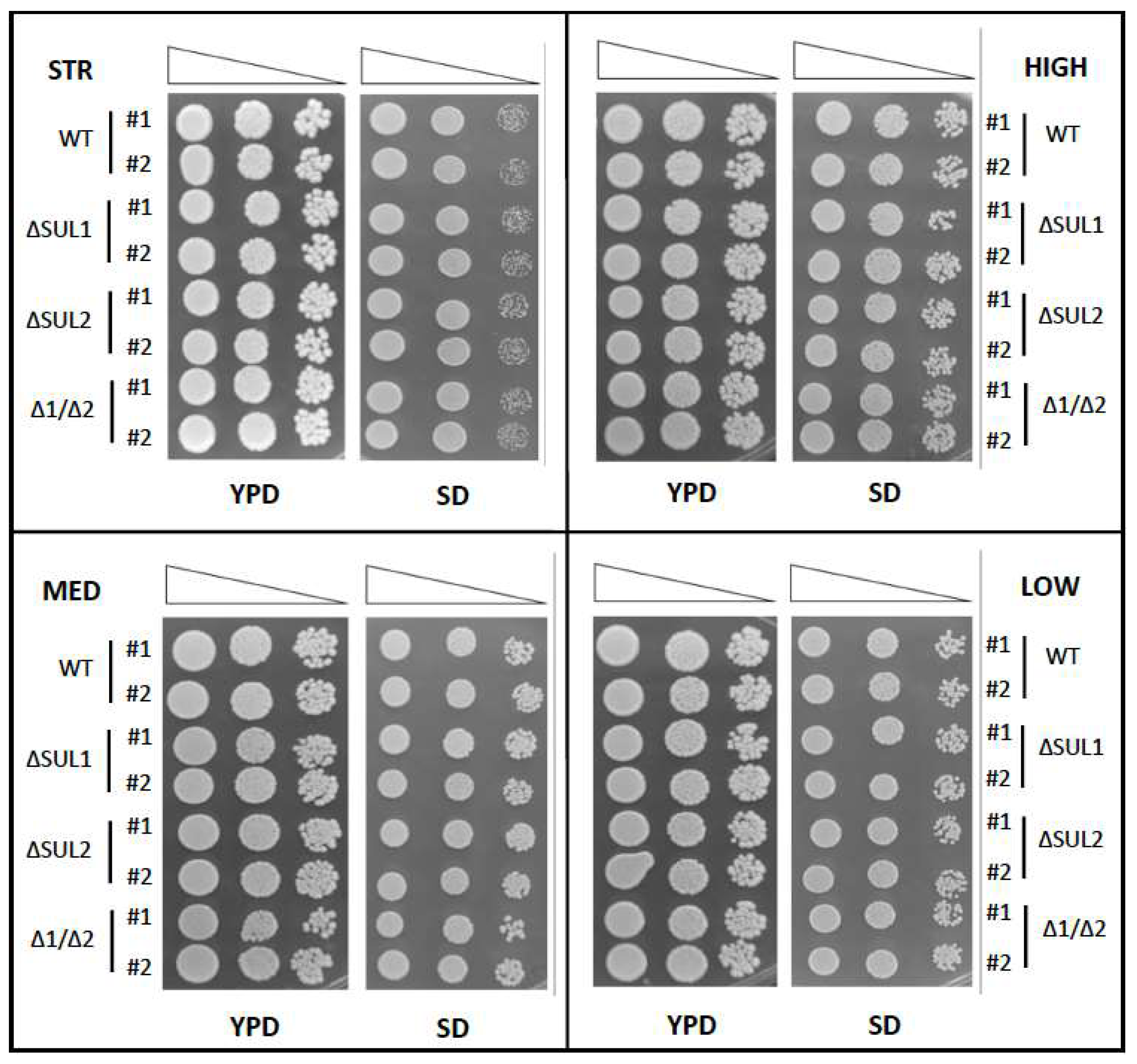 Fermentation 09 00280 g001