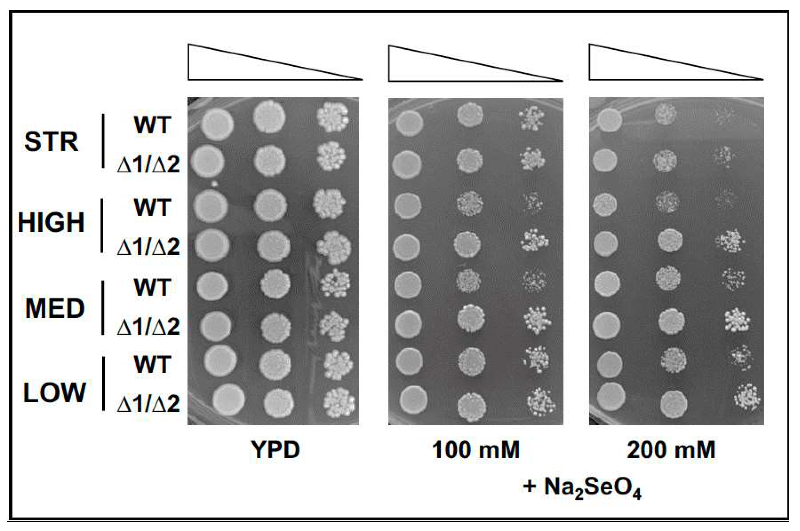 Fermentation 09 00280 g003