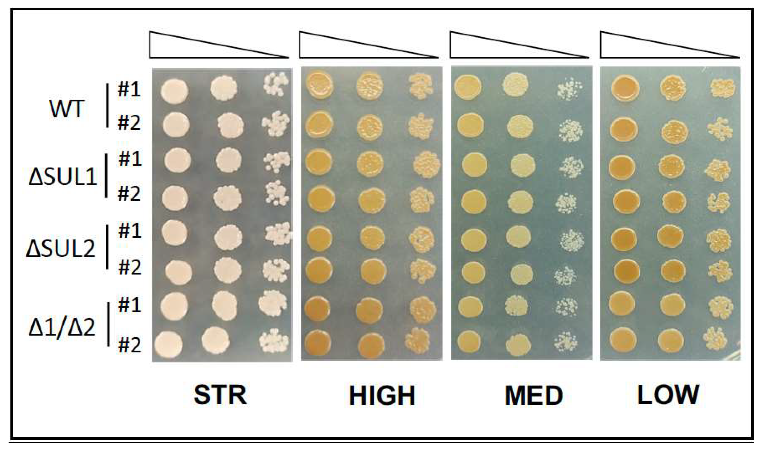 Fermentation 09 00280 g004