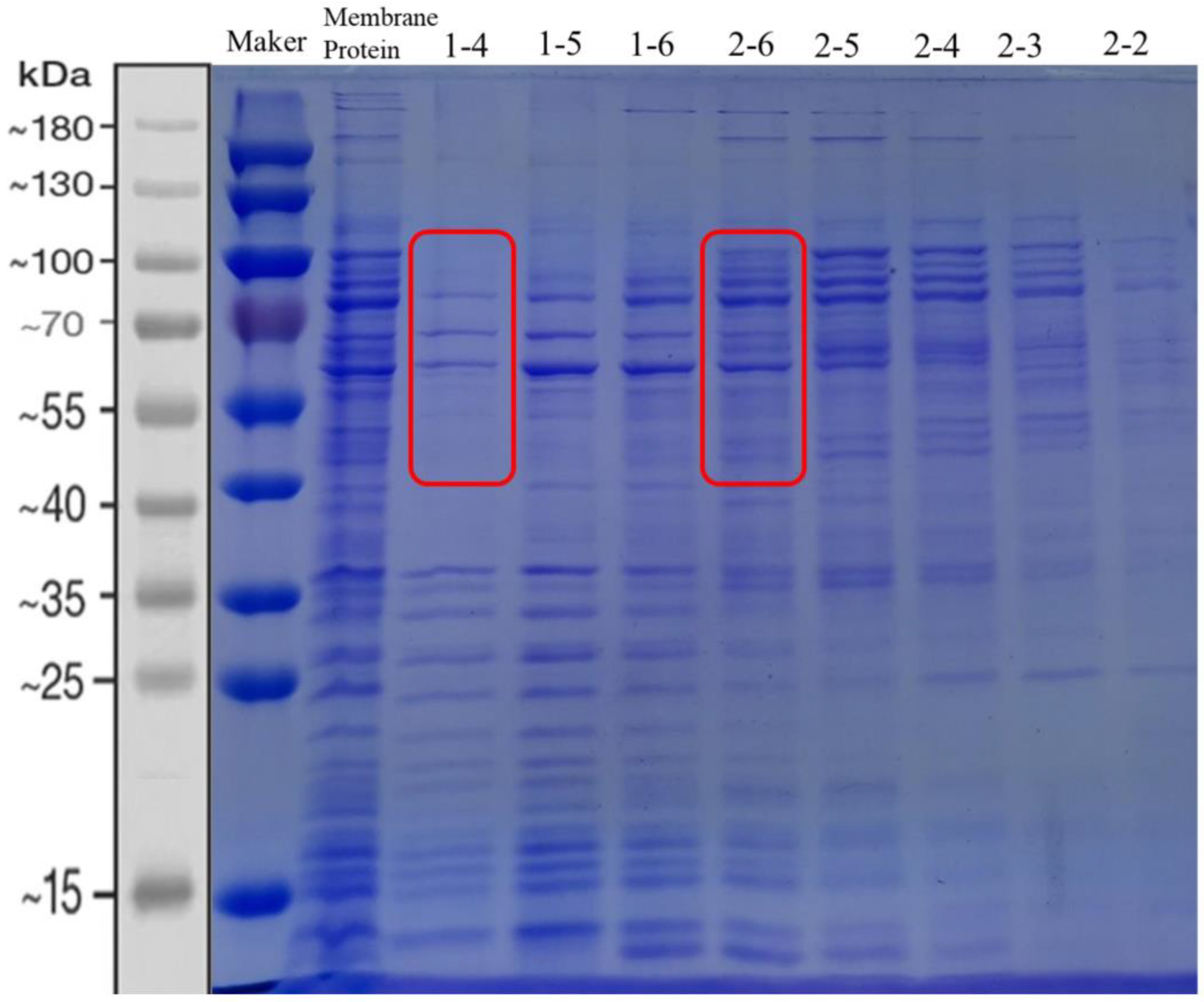 Fermentation 09 00286 g001