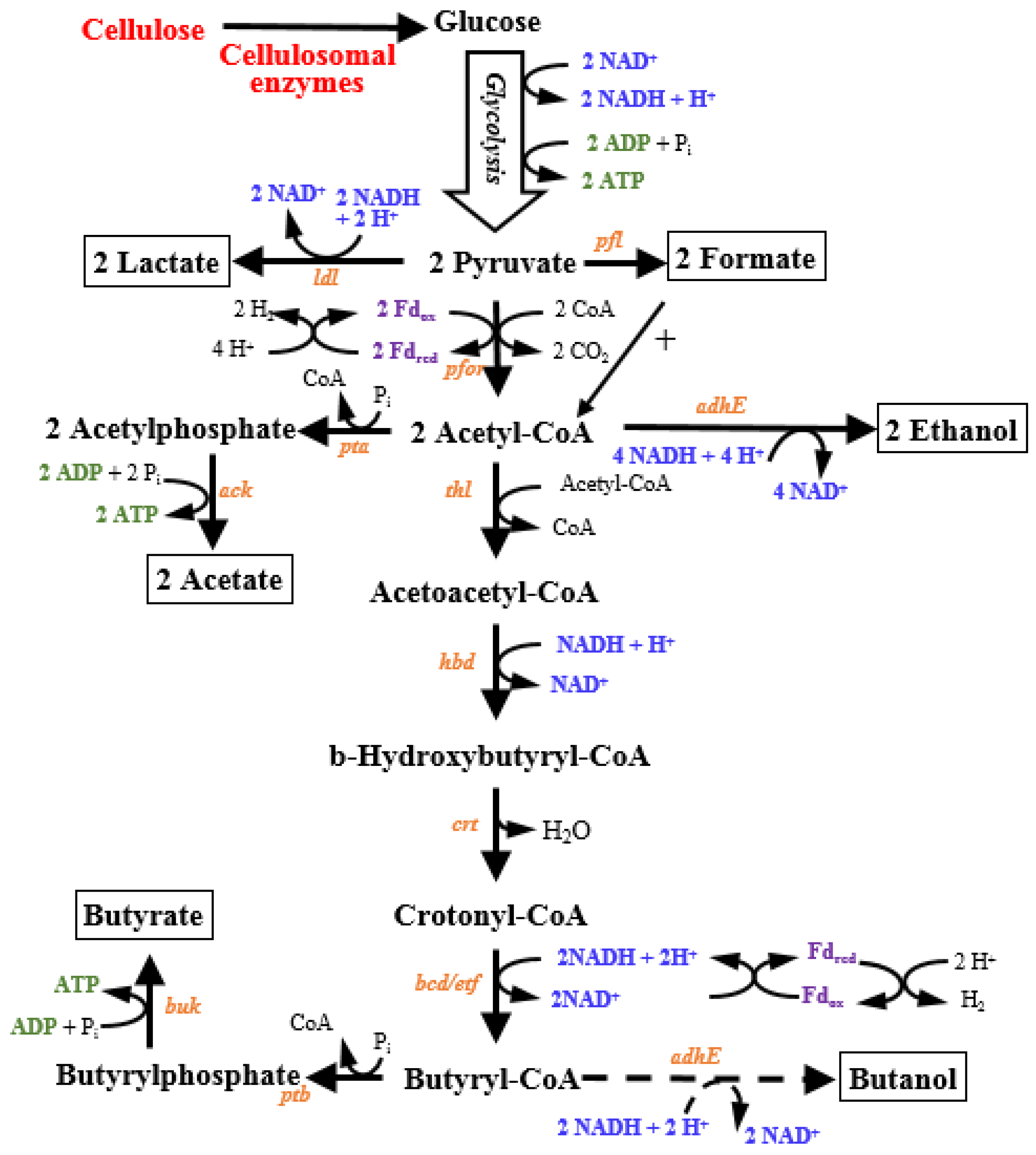 Fermentation 09 00321 g001