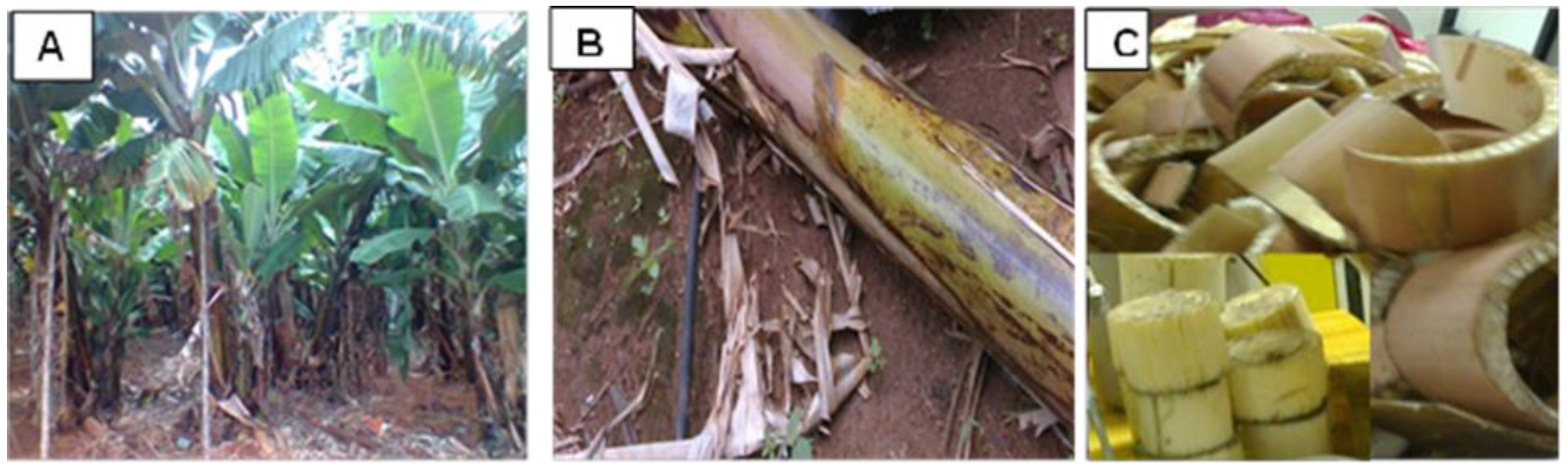 Fermentation 09 00412 g001