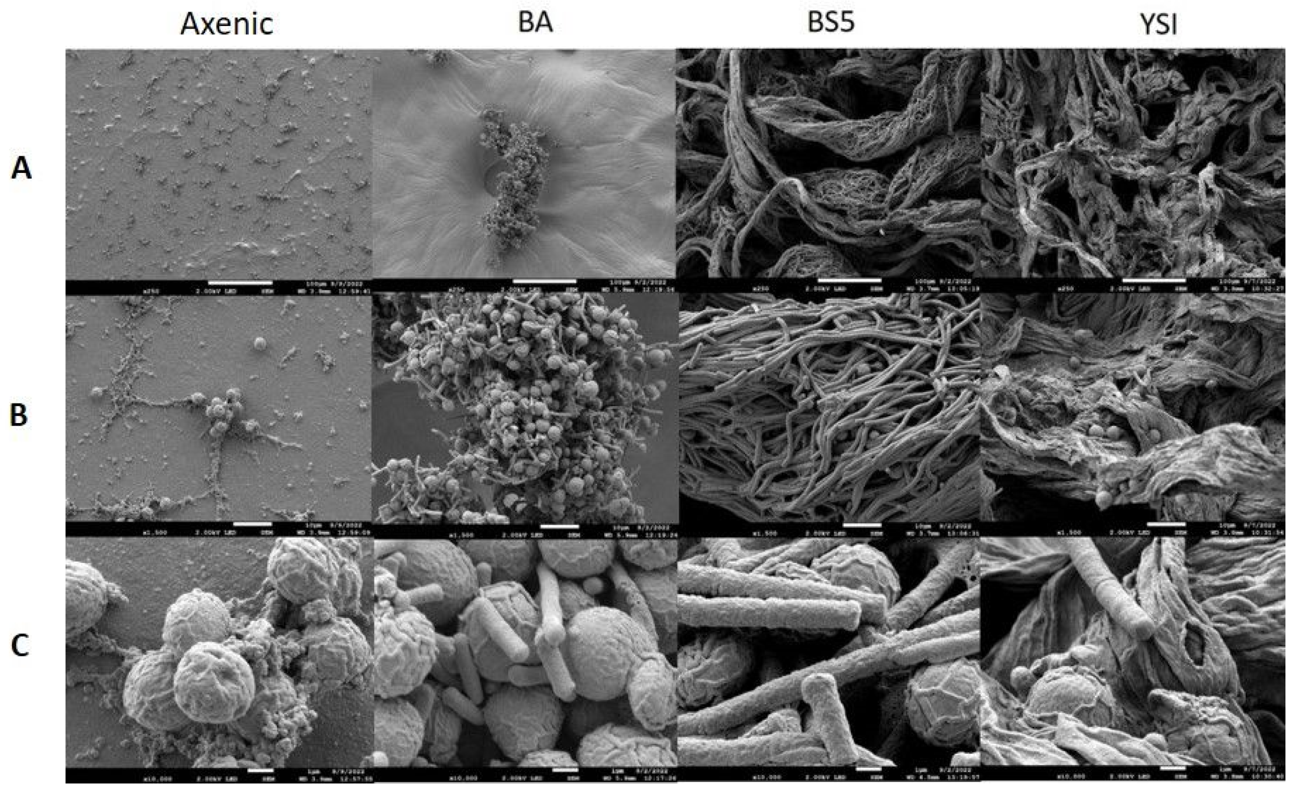 Fermentation 09 00424 g004