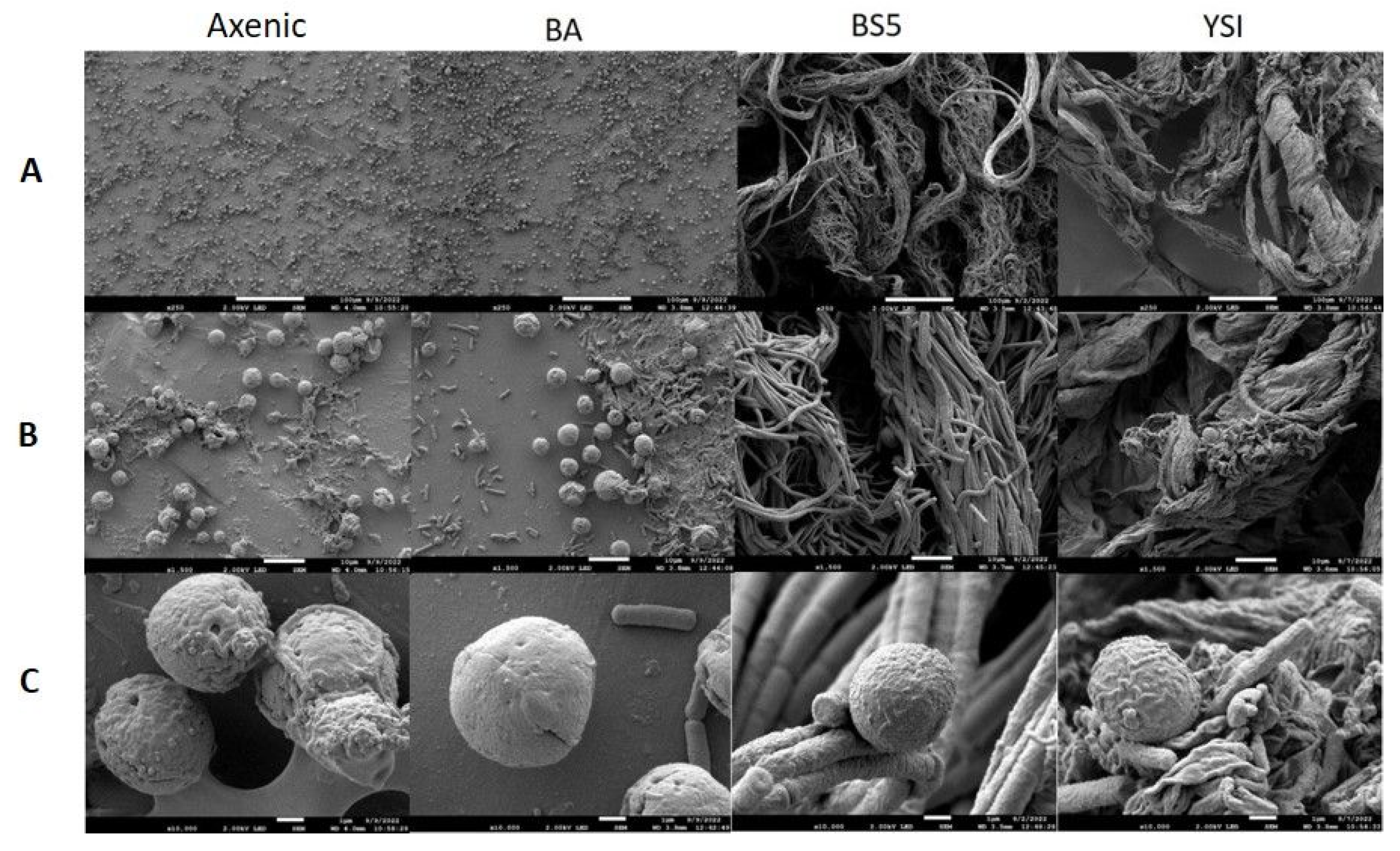 Fermentation 09 00424 g005