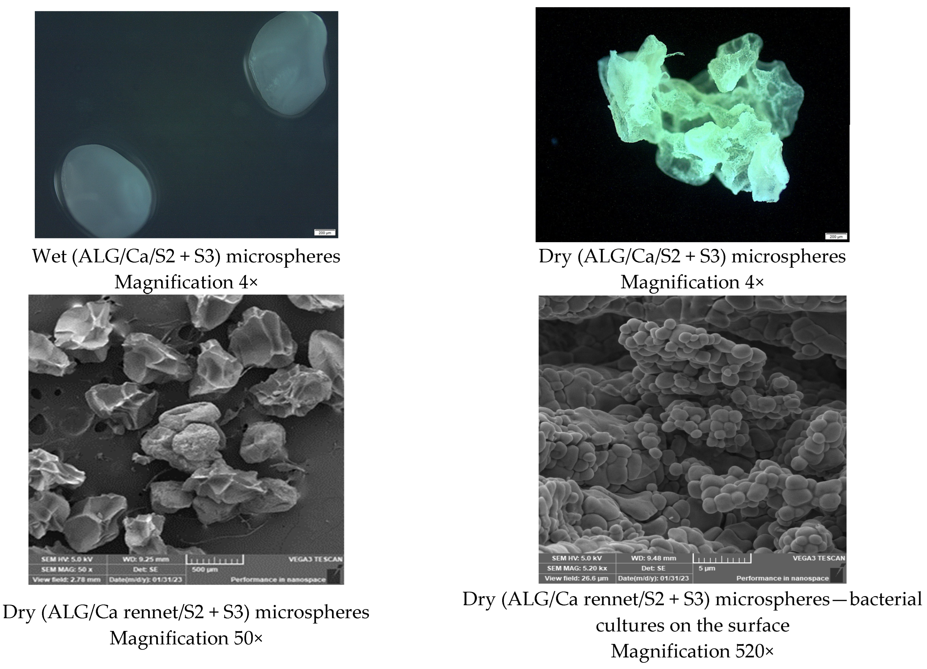 Fermentation 09 00441 g003b