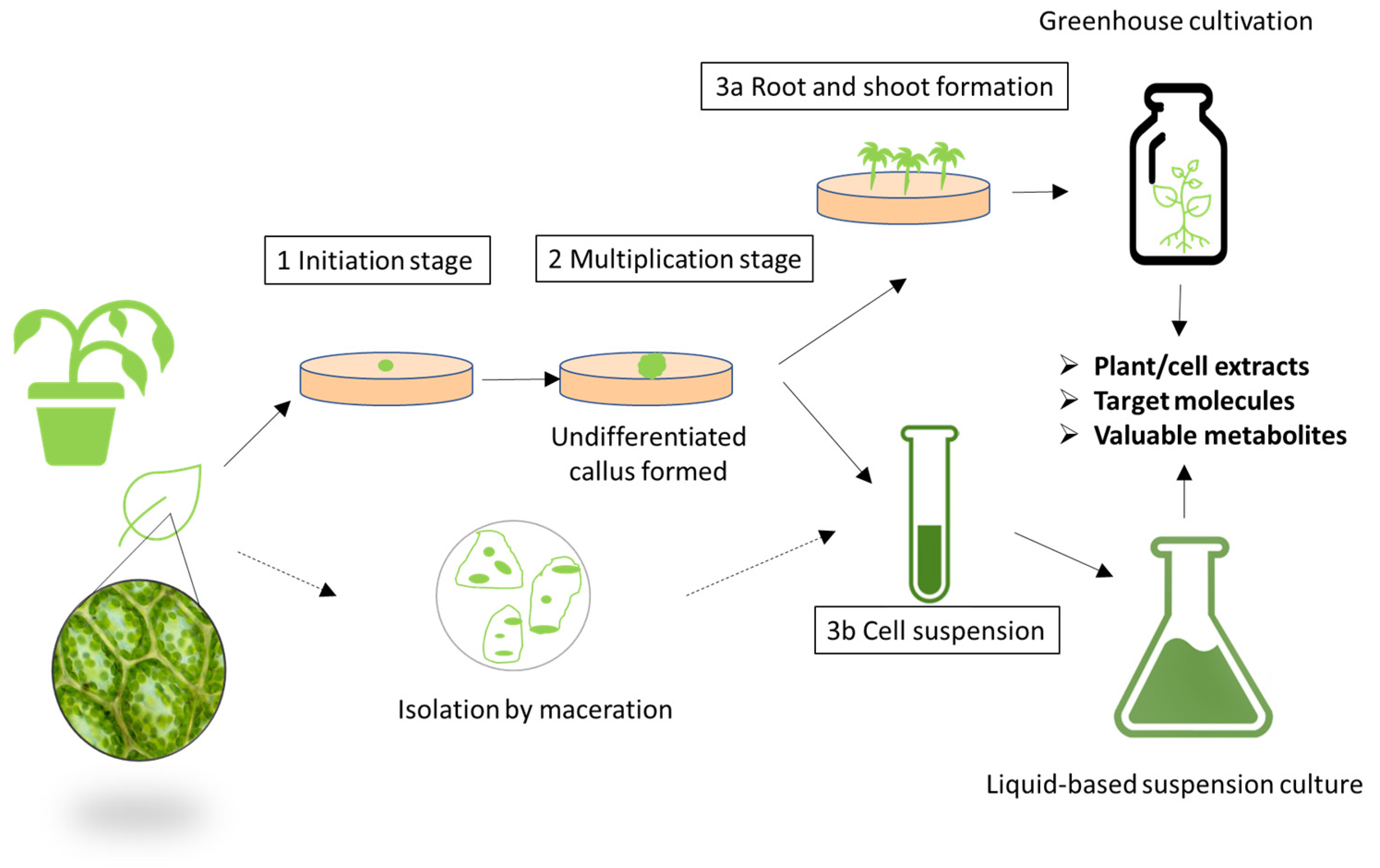 Fermentation 09 00463 g007 Fermentation 09 00463 g007