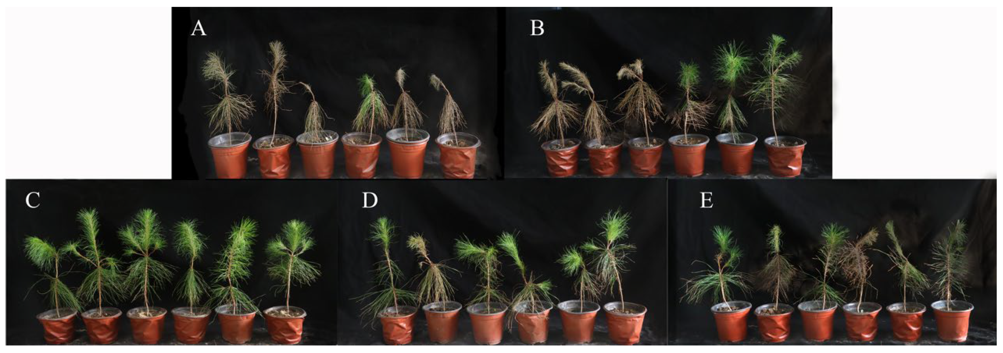 Fermentation 09 00482 g003