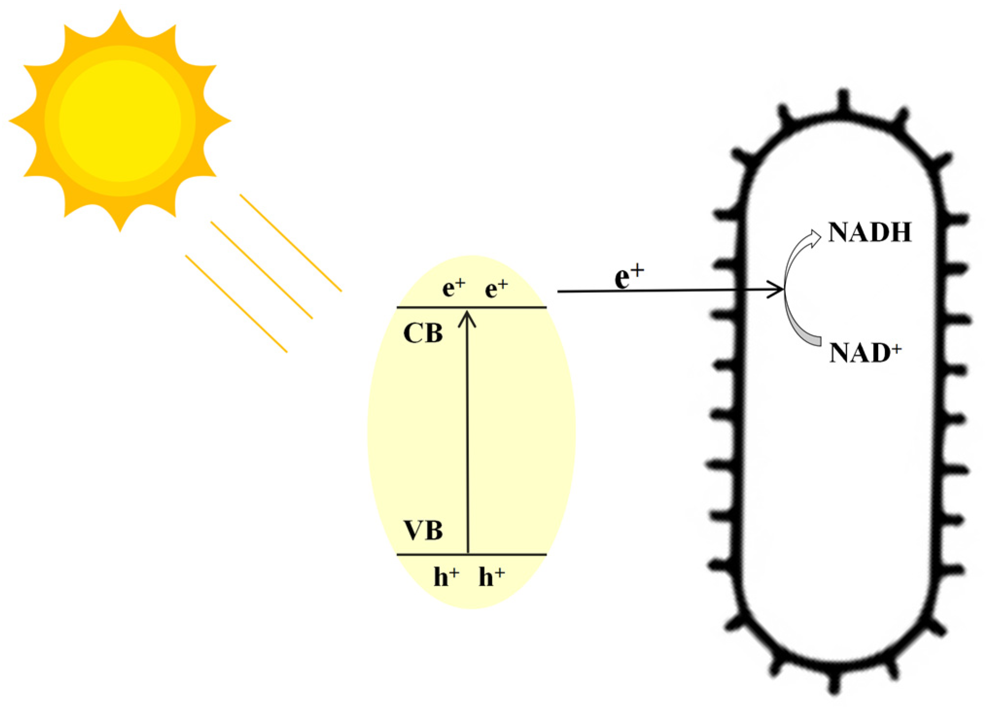 Fermentation 09 00488 g002 Fermentation 09 00488 g002