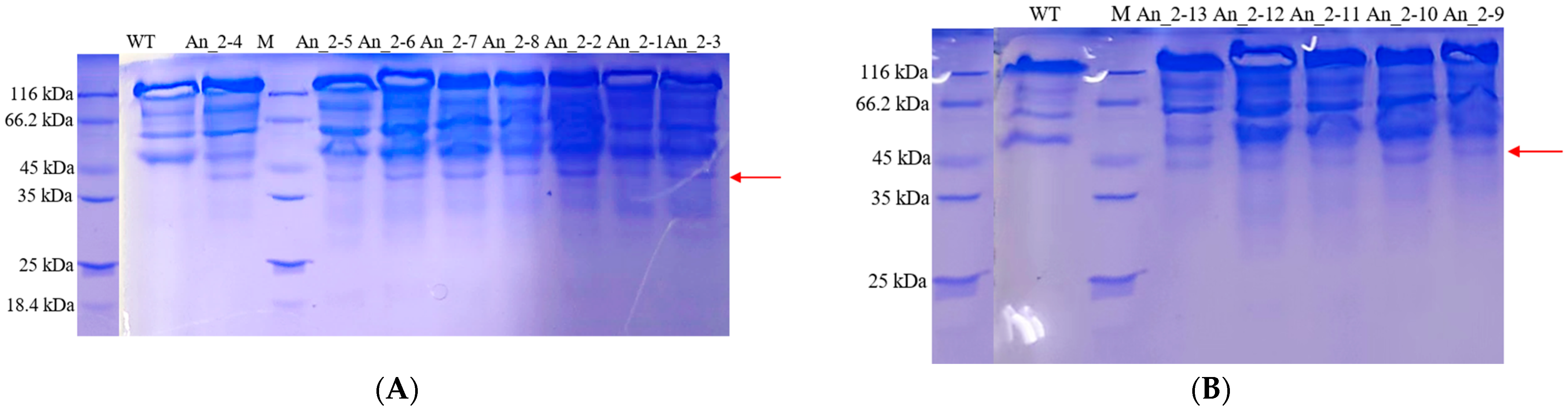 Fermentation 09 00538 g005a