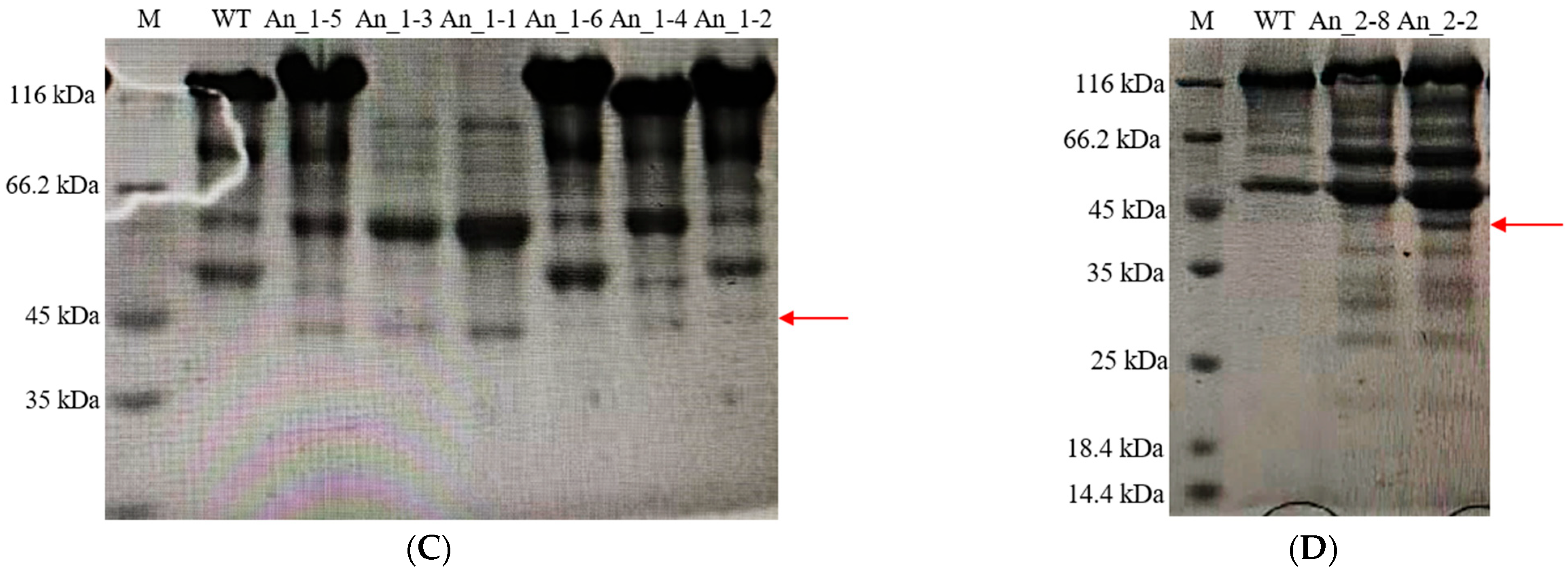 Fermentation 09 00538 g005b
