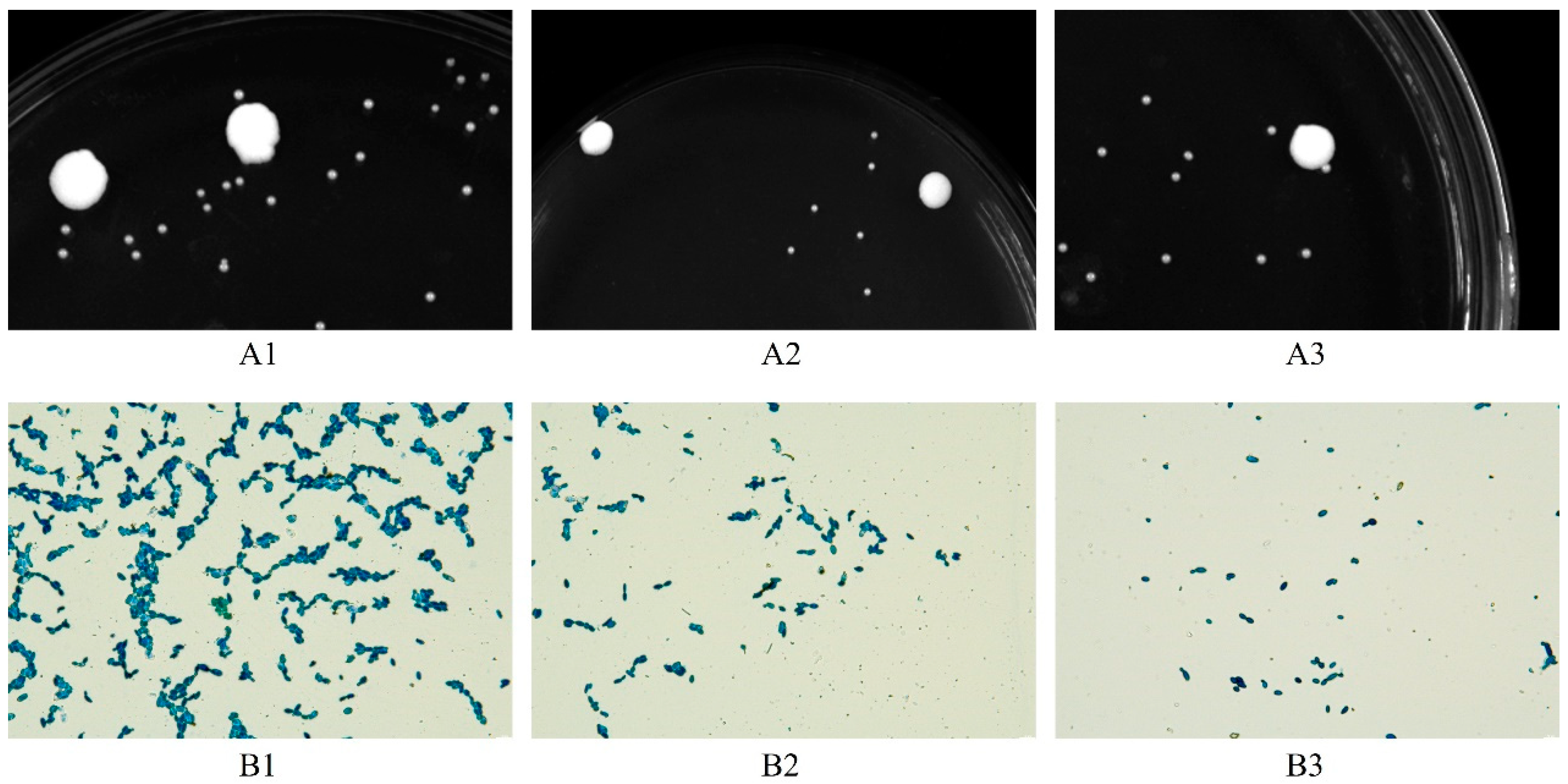 Fermentation 09 00540 g001 Fermentation 09 00540 g001
