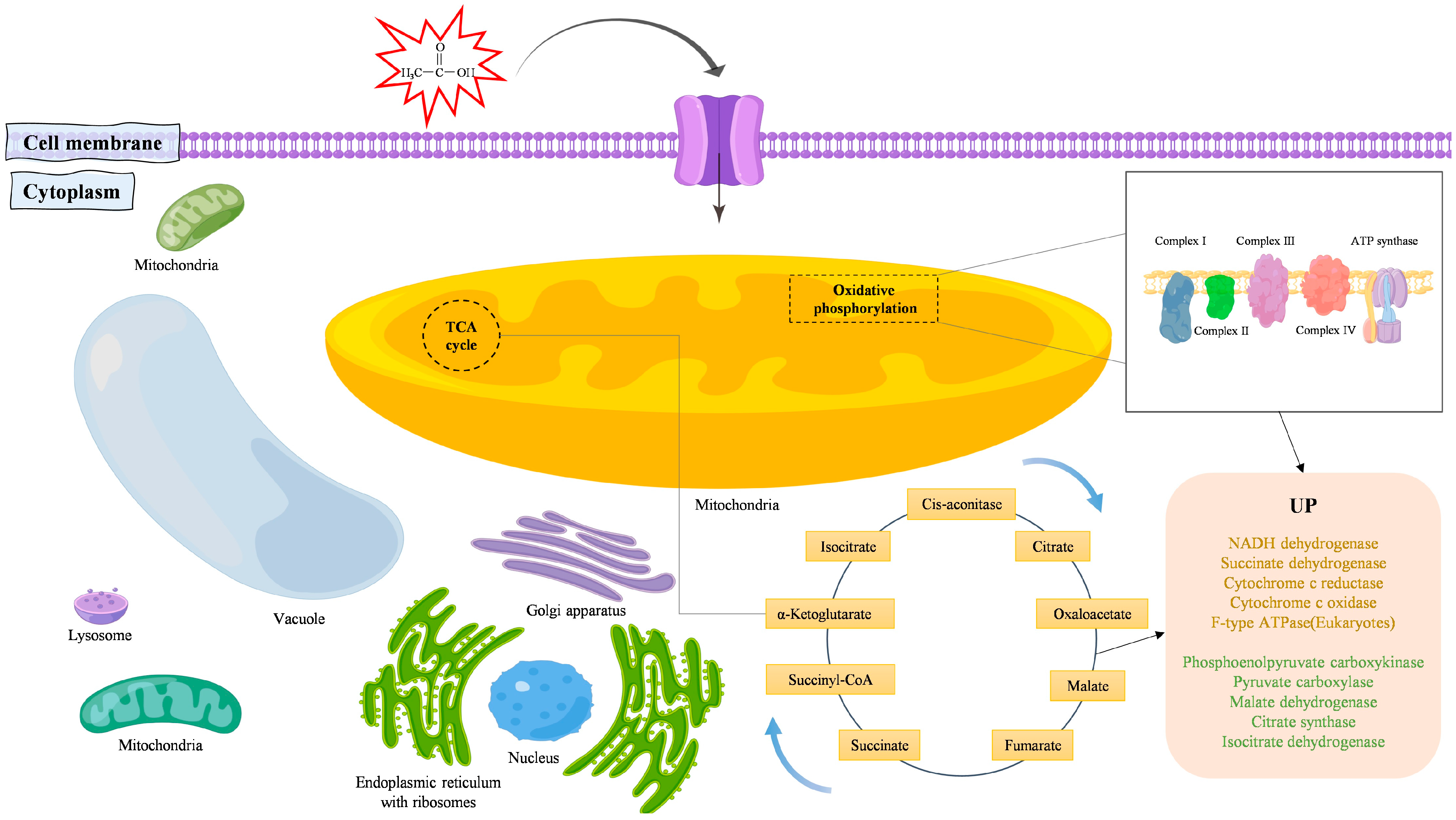 Fermentation 09 00540 g007 Fermentation 09 00540 g007